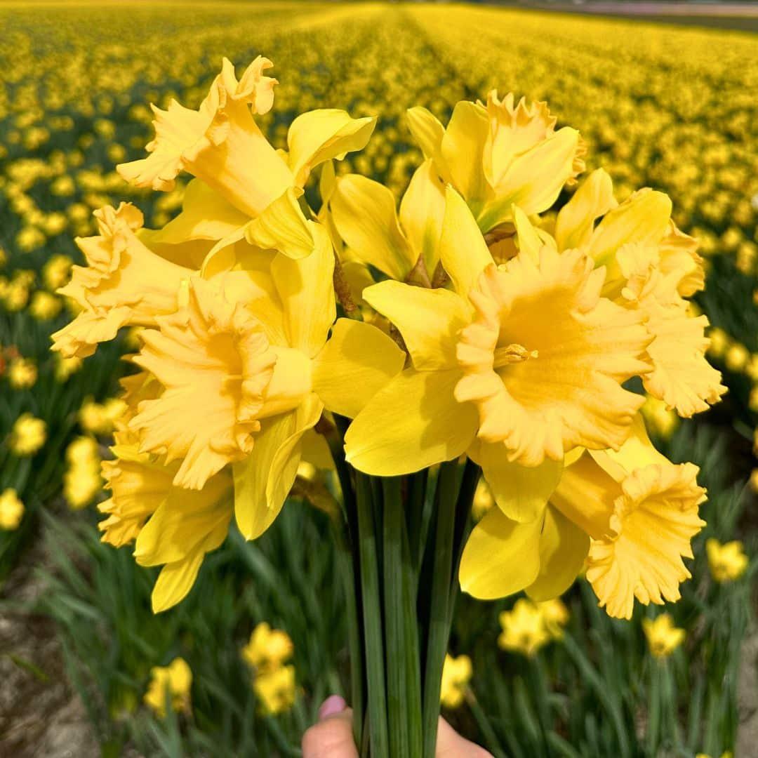 Flowerbulbs Amsterdam - Medium Narcissus Mix - Nachhaltige Vorteilspackung, 50 Blumenzwiebeln f�r 1 m� Blumenpracht - Gr��e 12/14
