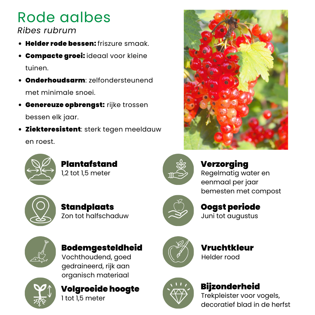 "Fruchtoase" BIO Obstpflanzen set im mix von 5 verschiedene Sorten