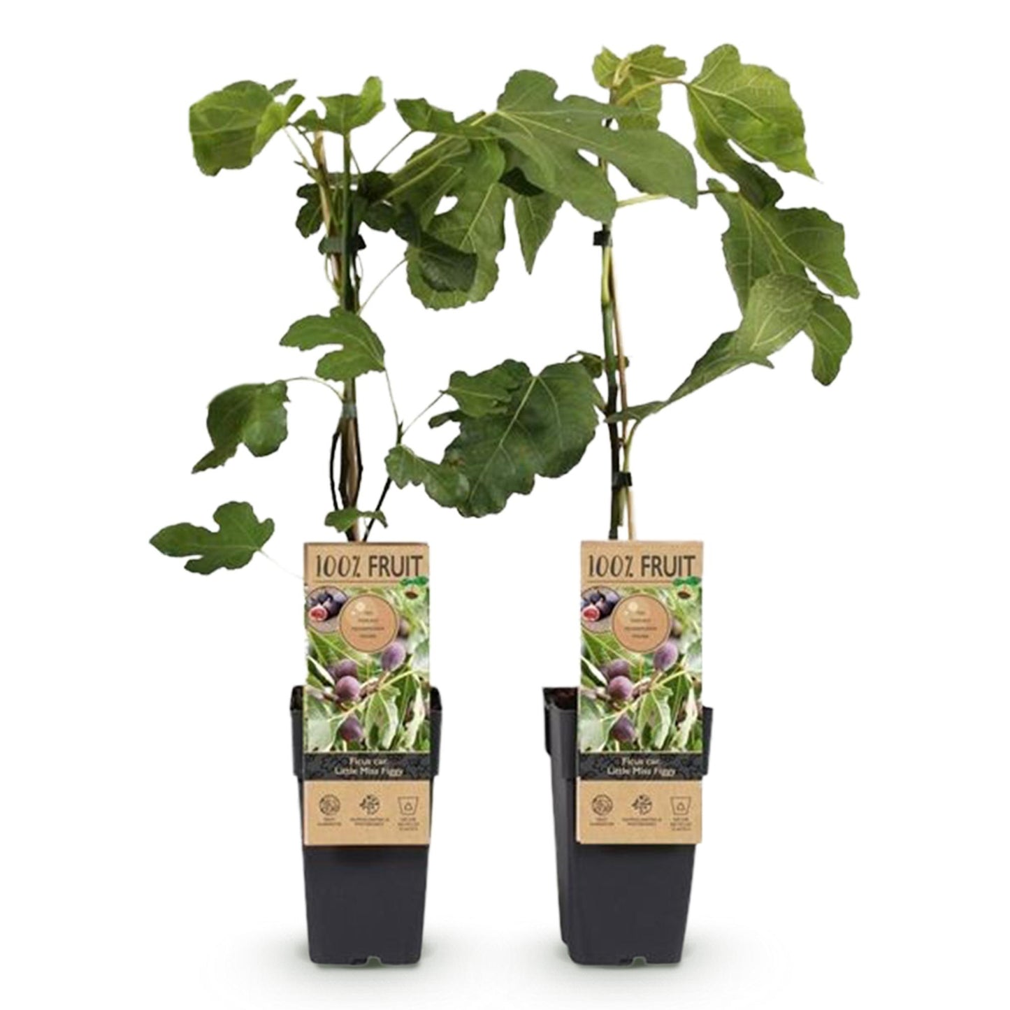 GreenboutiQ - Obstpflanze - Feigenbaum - Ficus caria Little mis Figgy - Rote Frucht - 2 Pflanzen - Topf 15cm Höhe 50cm