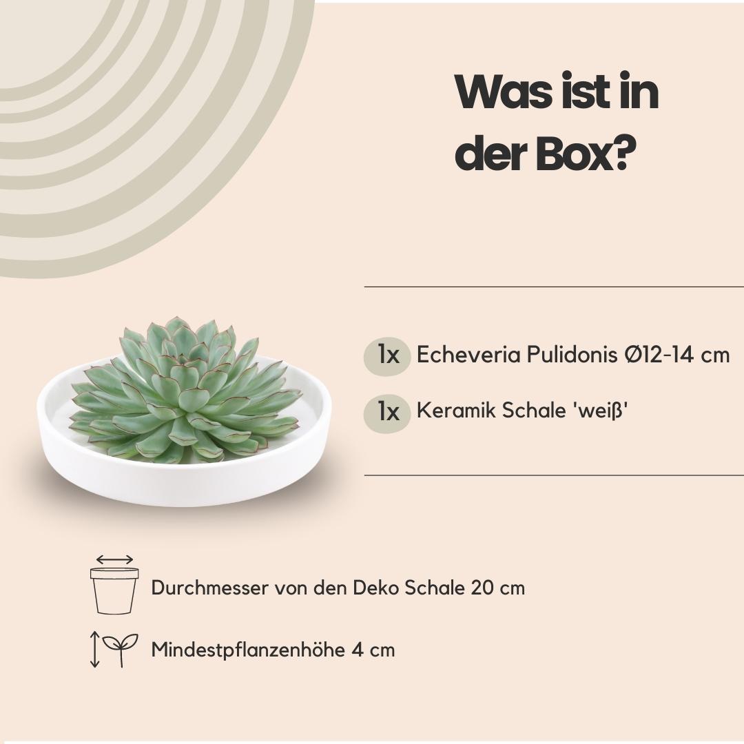 ROOTLESS Succulent Echeveria Pulidonis in Schale 'weiss' Ø20 cm - ↕5 cm