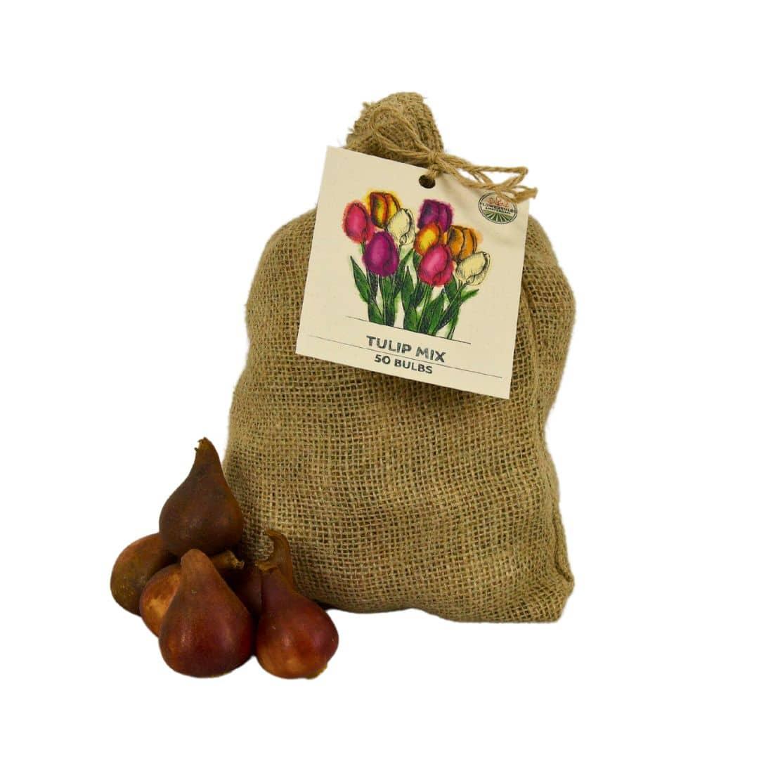 Flowerbulbs Amsterdam - Medium Tulip Mix - Nachhaltige Vorteilspackung, 50 Blumenzwiebeln f�r 1 m� Blumenpracht - Gr��e 12+