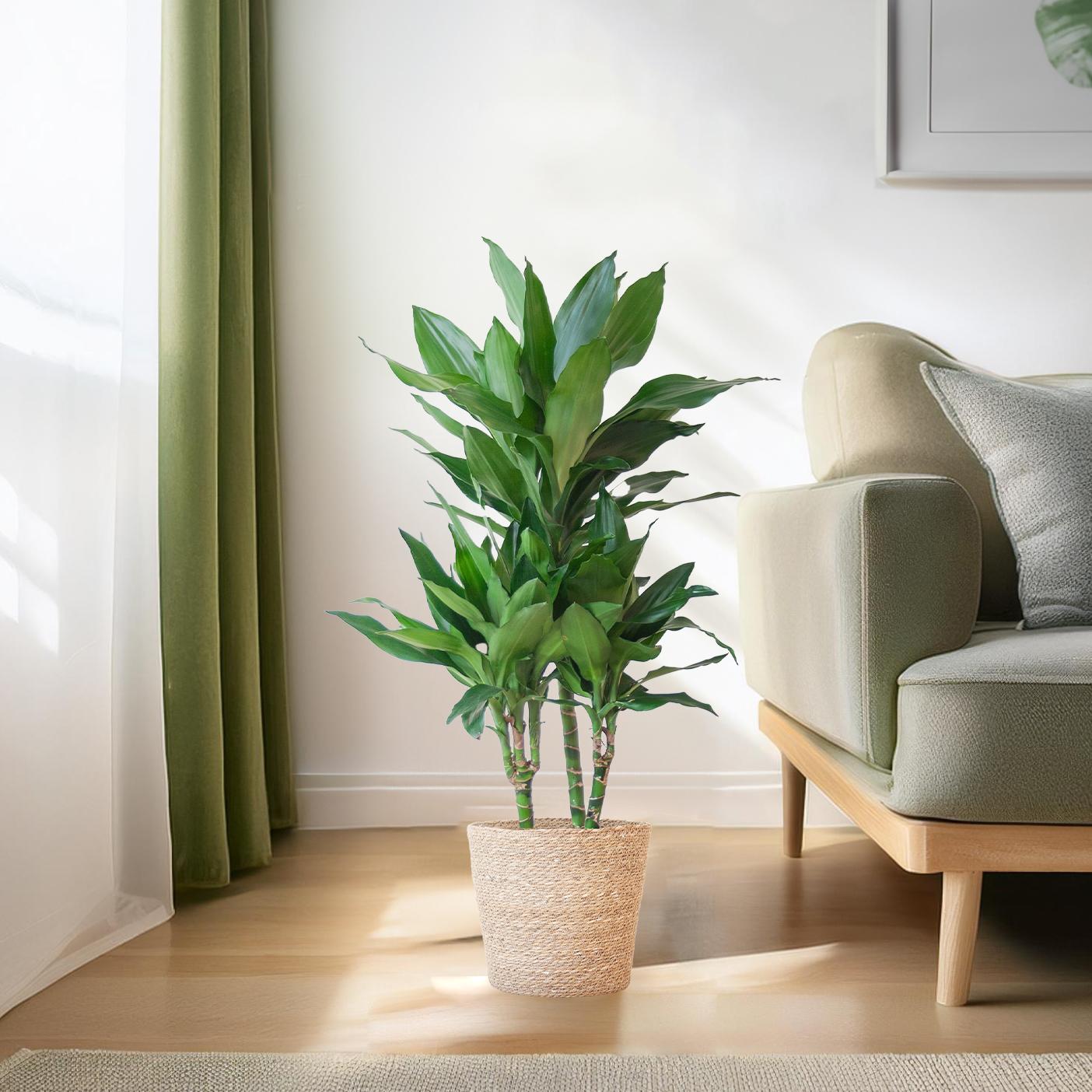 Dracaena Janet Lindt mit Sofia-Korb natur - 95cm - Ø21