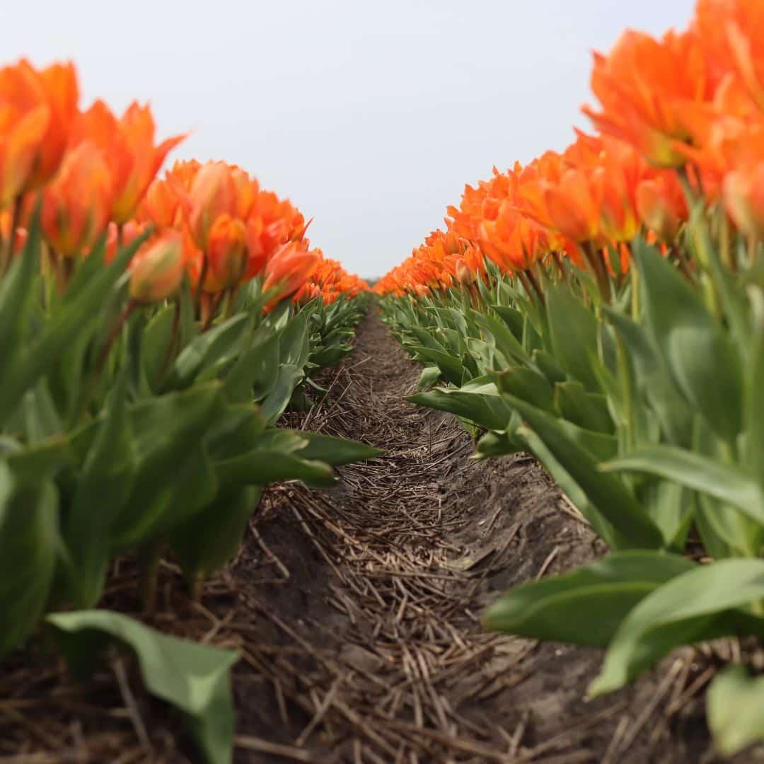 Flowerbulbs Amsterdam - Orange Emperor - 15 Blumenzwiebeln - Gr��e 12+