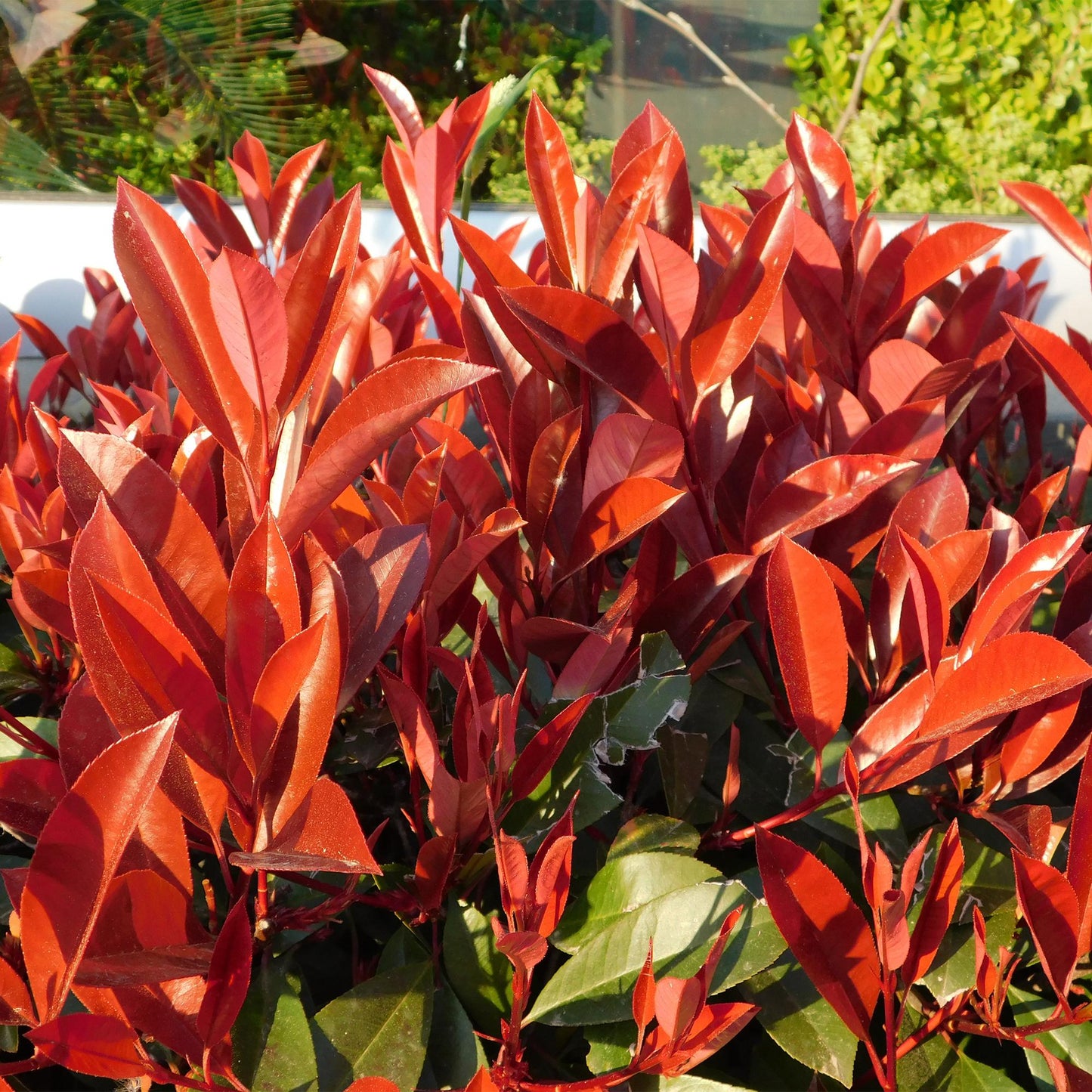 "GreenboutiQ - Heckenpflanzen - Photinia fraseri Red Robin - grün rot - 6 Pflanzen - 1 laufender Meter - immergrün - Topf 17cm Höhe 55cm "