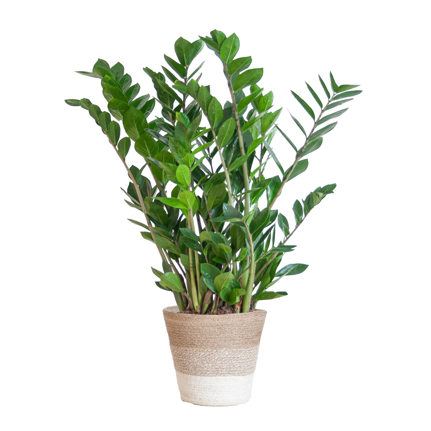 Zamioculcas Zamiifolia mit Pflanzkorb Lissabon weiß - 80cm - Ø21