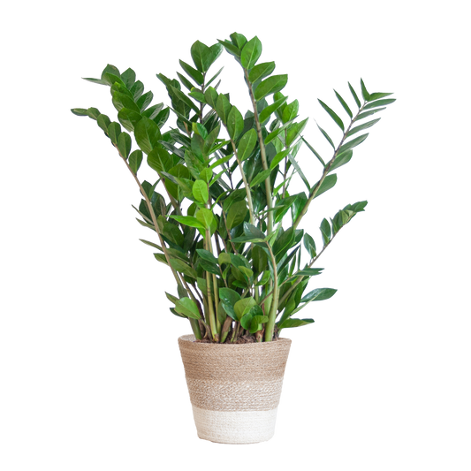 Zamioculcas Zamiifolia mit Pflanzkorb Lissabon weiß  - 80cm - Ø21