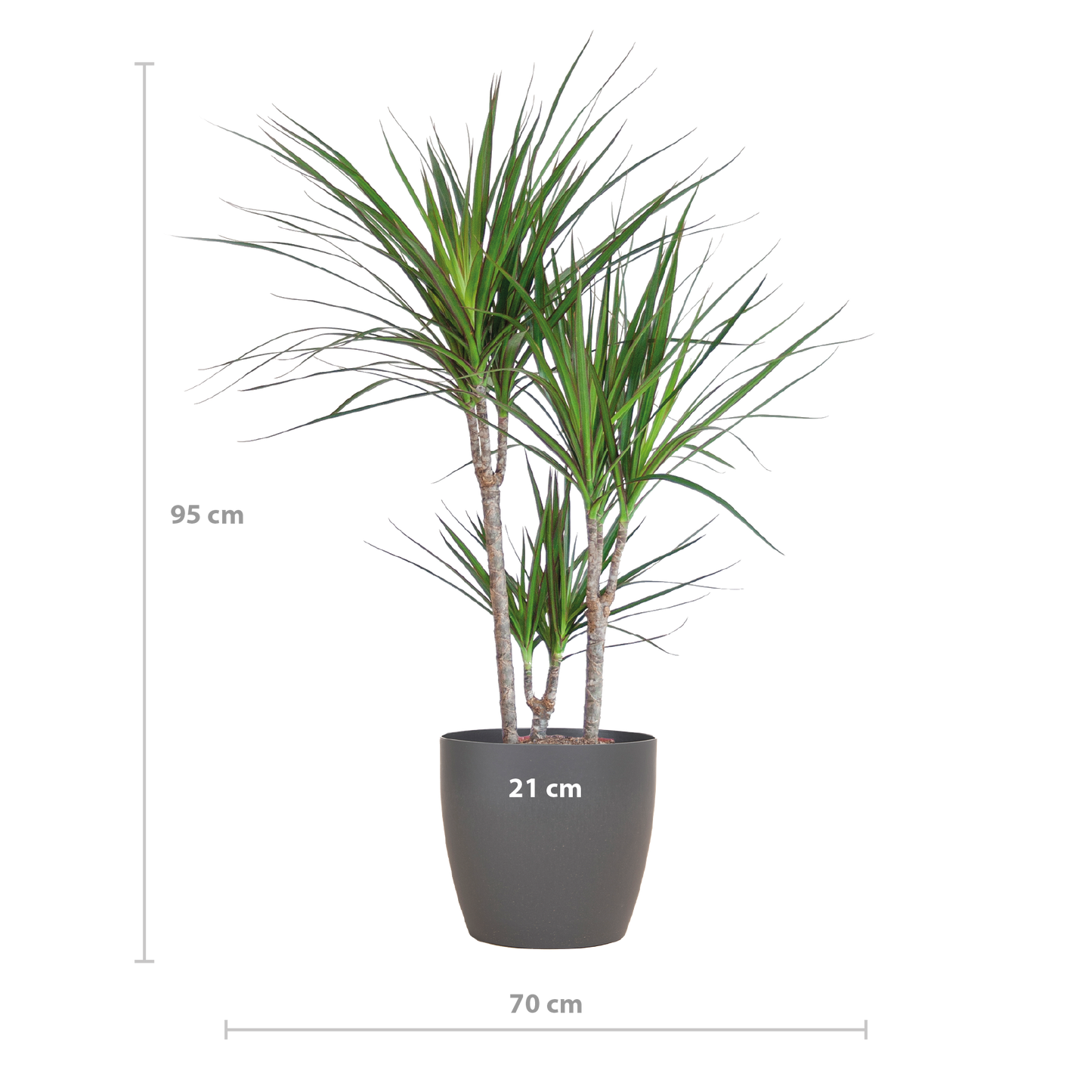Dracaena Marginata mit Viber-Topf grau – 95 cm – Ø21