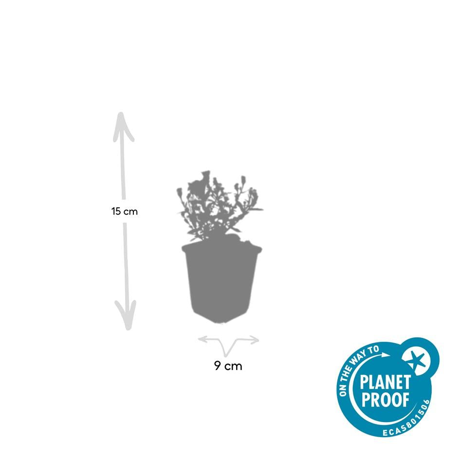 6x Aster (D) 'Prof. Anton Kippenberg' - ↕10-25cm - Ø9cm