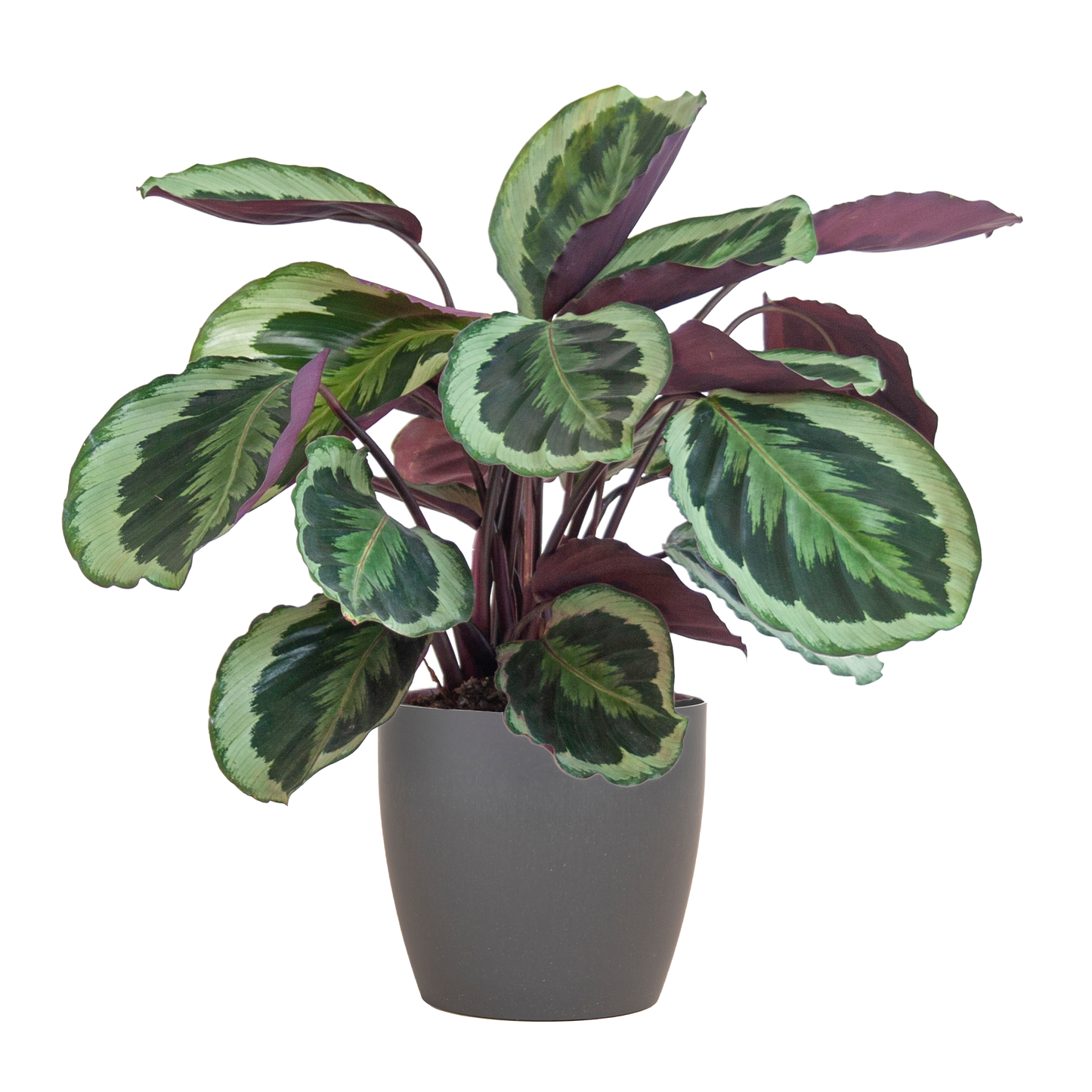 Calathea Medaillon mit Viber Grau- 65cm - Ø21