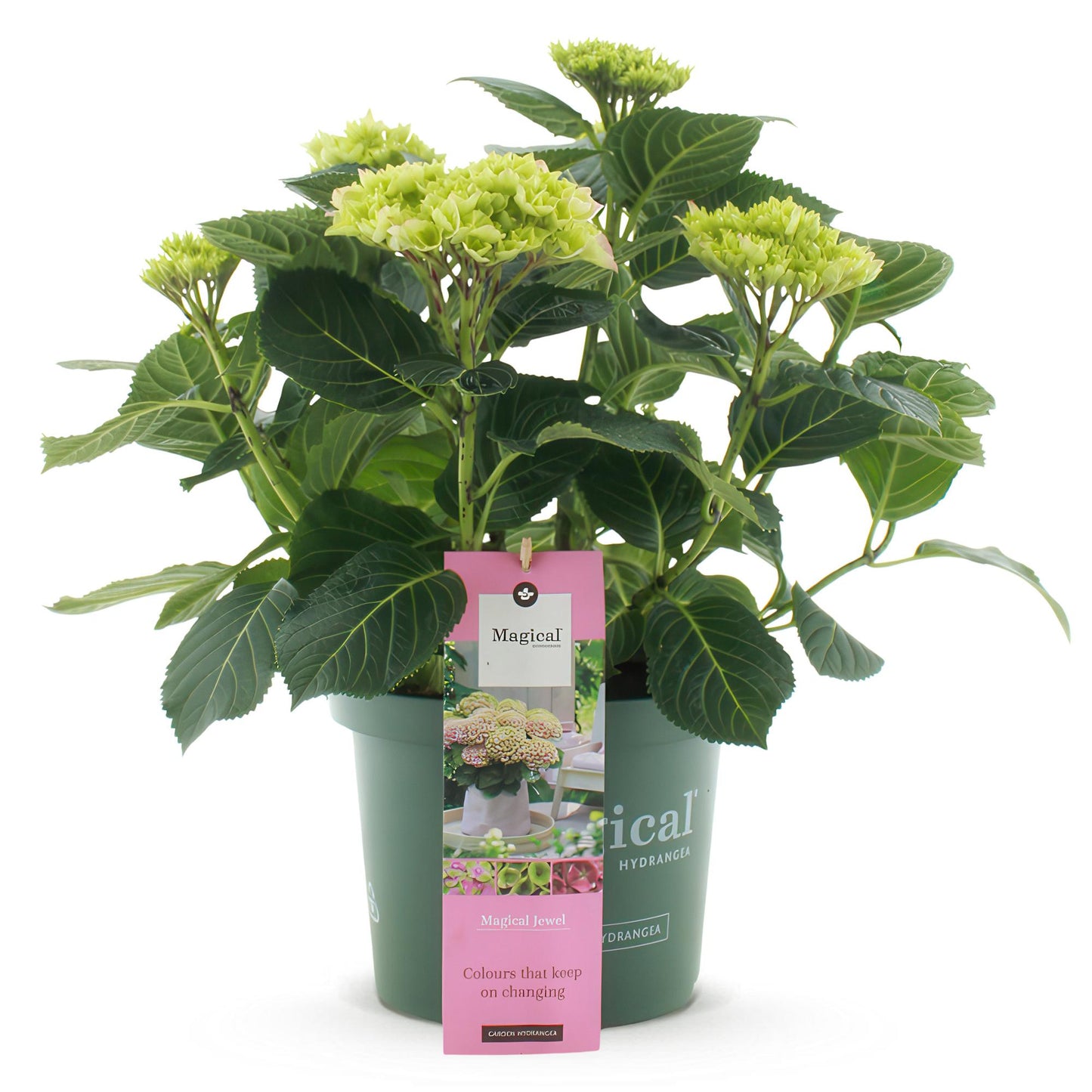 Green boutiQ - Balkonpflanze - Hortensie - Hydrangea Magical Jewel Pink - Rosa - 6-10 Blumen - Topf 23cm Höhe 55cm
