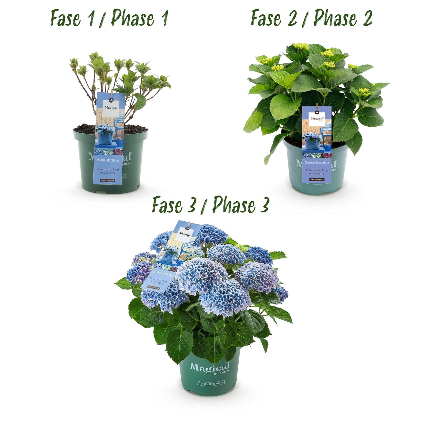 Green boutiQ - Balkonpflanze - Hortensie - Hydrangea Magical Revolution Blue - Blau - 6-10 Blumen - Topf 23cm Höhe 55cm