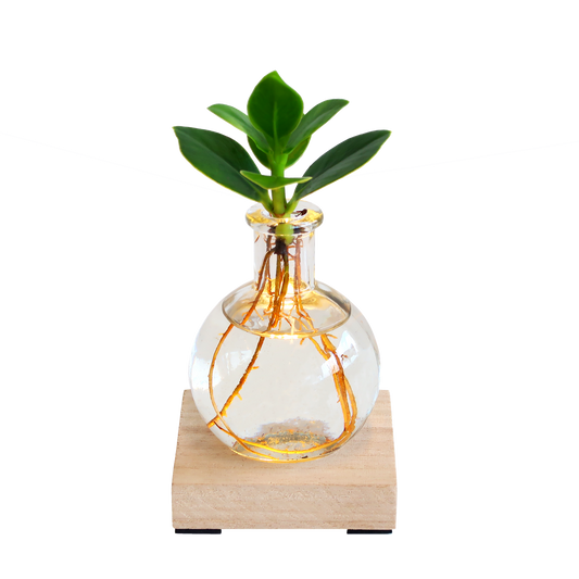 Glowplant - Clusia in einer Vase mit einer Lampe