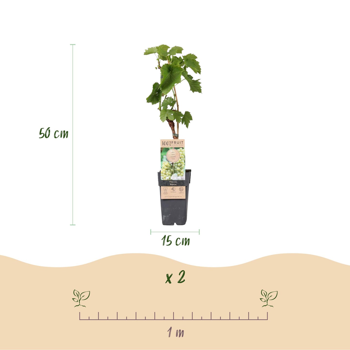 GreenboutiQ - Obstpflanze - Weiße Traube - Vitis vinifera Bianca - 2 Pflanzen - Topf 15cm Höhe 50cm