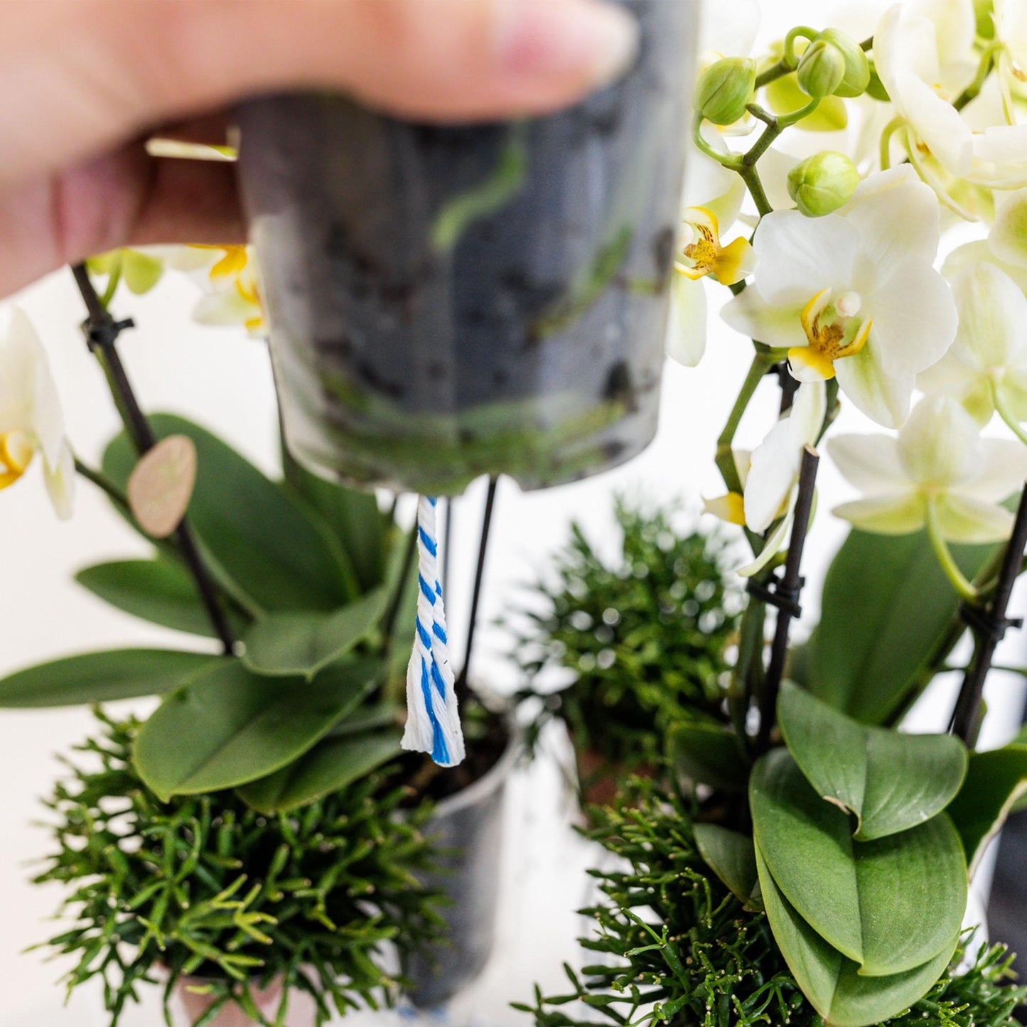 Kolibri Home - Einlage mit Wasserreservoir für Orchideenschale - Bewässerungssystem für Orchideen - Inlay 1x12 + 2x9 - Field Bouquet + 3x watergeeflonten