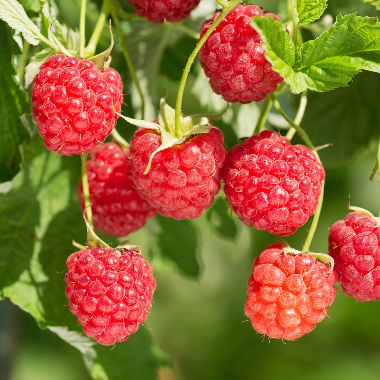 GreenboutiQ - Obstpflanze - Himbeere - Rubus Mailing Promise - Rote Himbeere - 2 Pflanzen - Topf 11cm Höhe 40cm
