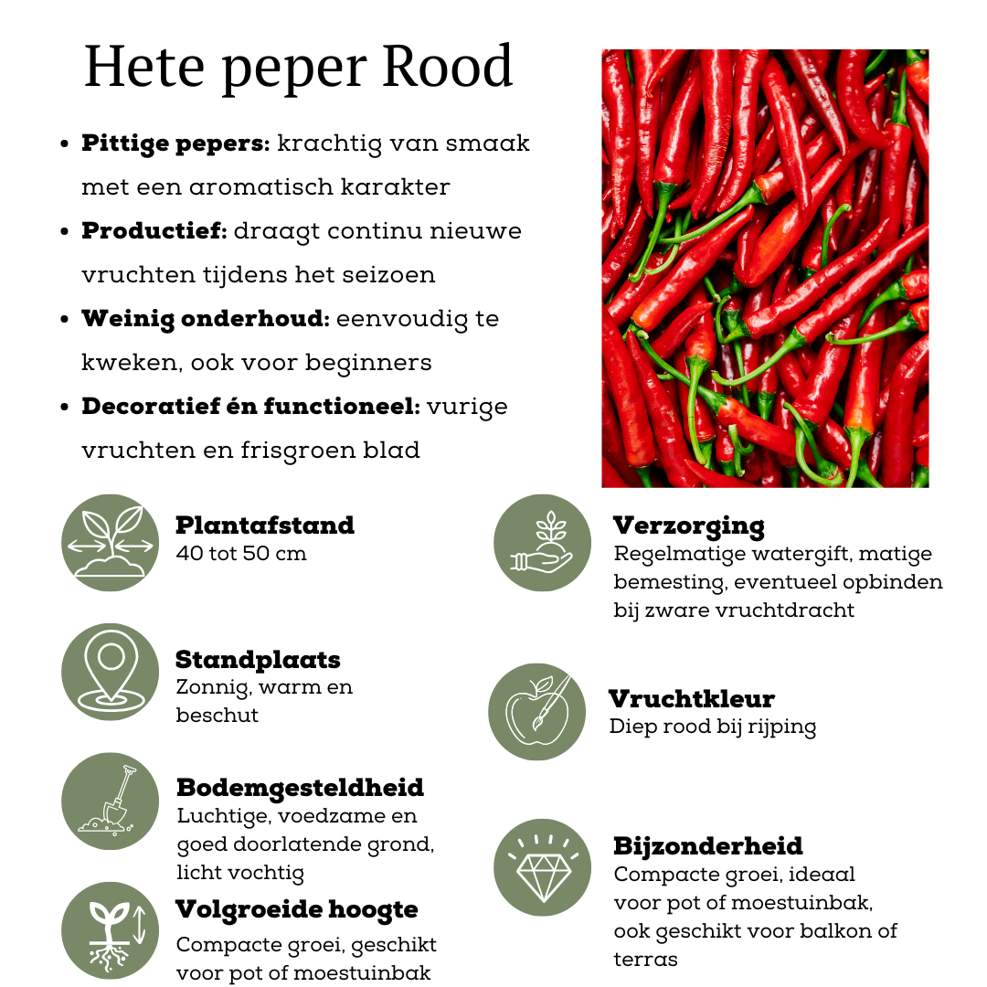 Gemüse pflücken - Rote Paprikapflanze - Ø 14 cm - ↨ 45 cm