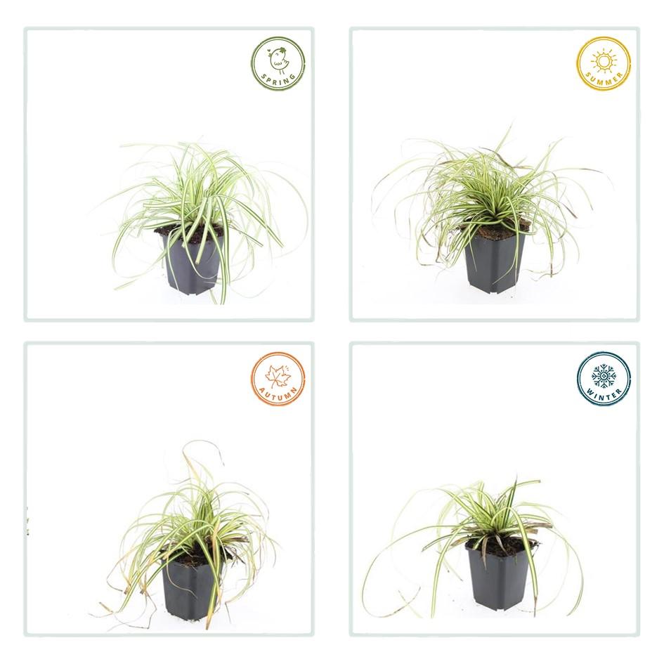 12x Carex oshim. 'Evergold' - ↕10-25cm - Ø9cm