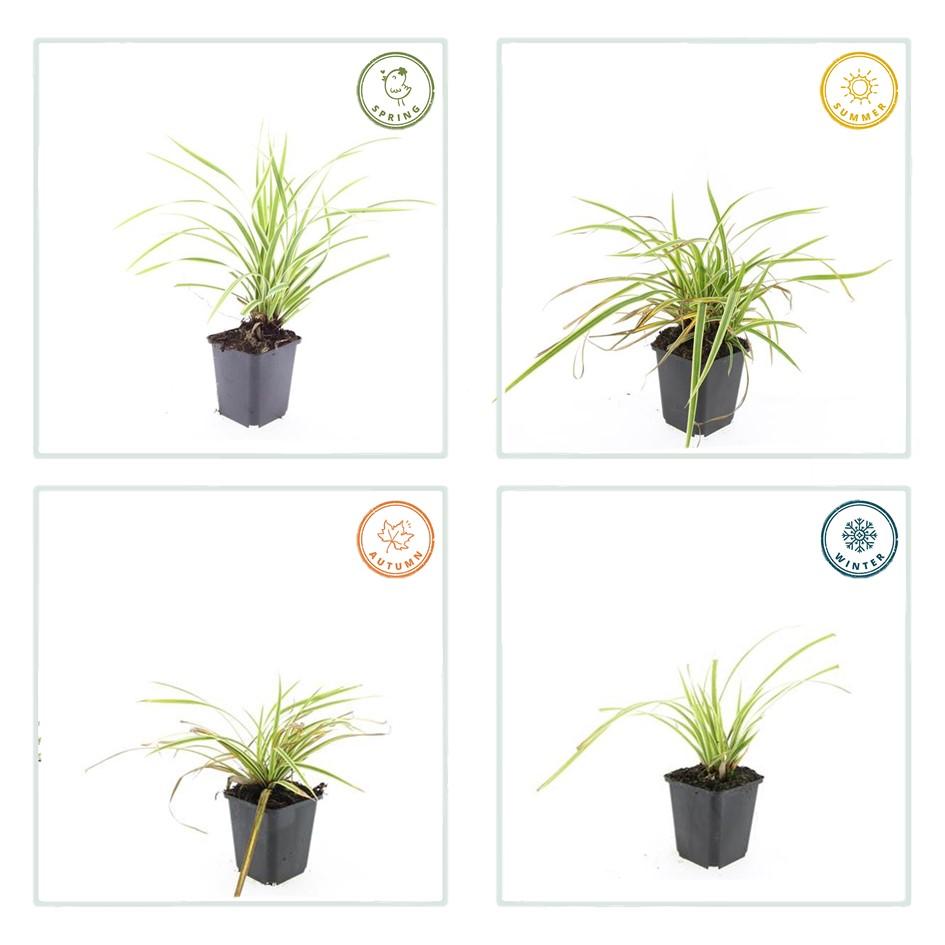 20x Carex morrowii 'Aureovariegata' - ↕10-25cm - Ø9cm