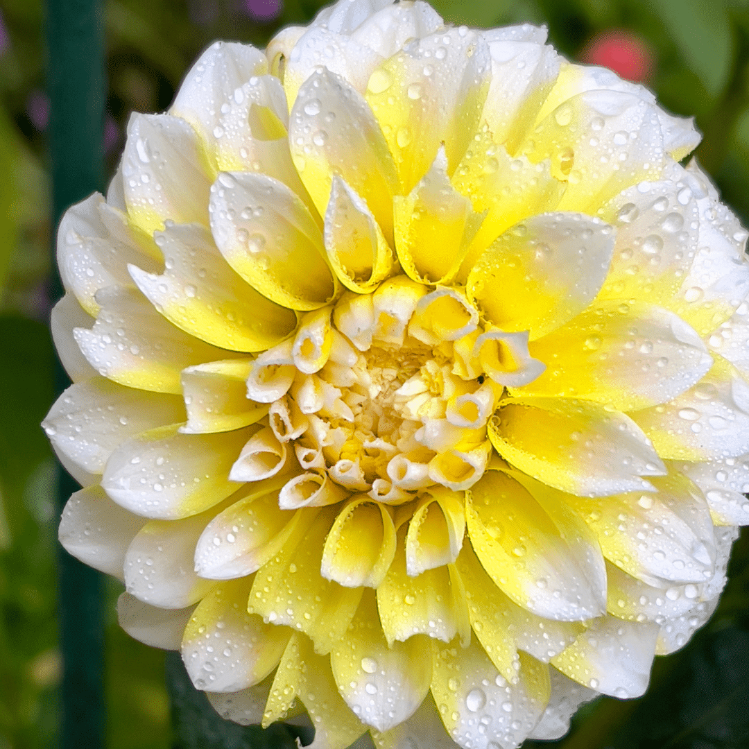 Flowerbulbs Amsterdam - 24 Dahlien seattle knollen für 4 m², großblumige ausstrahlung