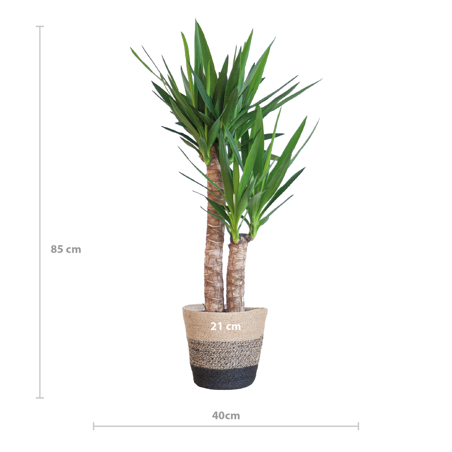 Yucca Elephantipes mit Korb Lissabon Schwarz - 90cm - Ø21