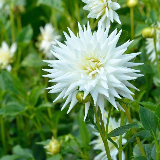 Flowerbulbs Amsterdam - 24 Dahlien playa blanca knollen für 4 m², kaktusförmige blüten