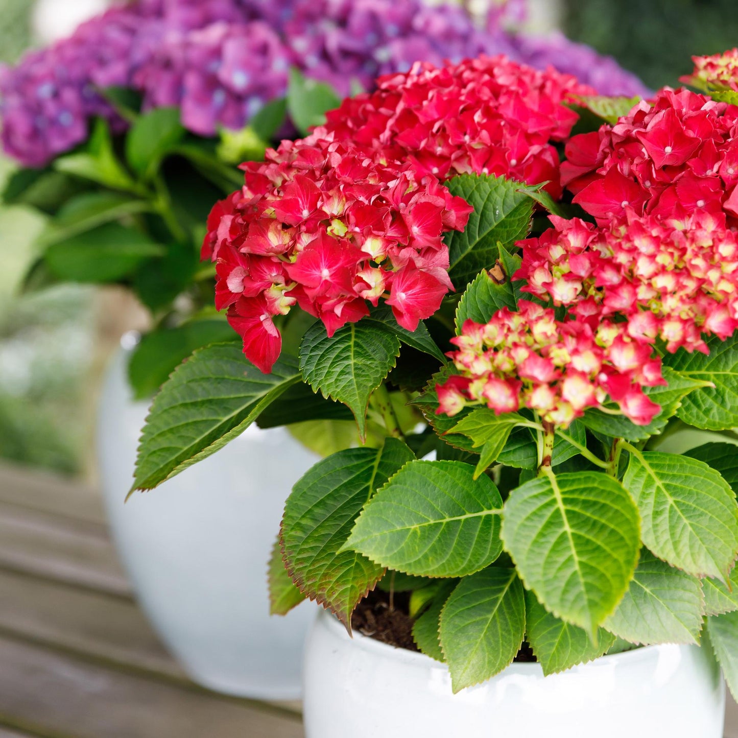 Green boutiQ - Balkonpflanze - Hortensie - Hydrangea Forever & Ever - Rot - 7-12 Blumen - Topf 23cm Höhe 55cm