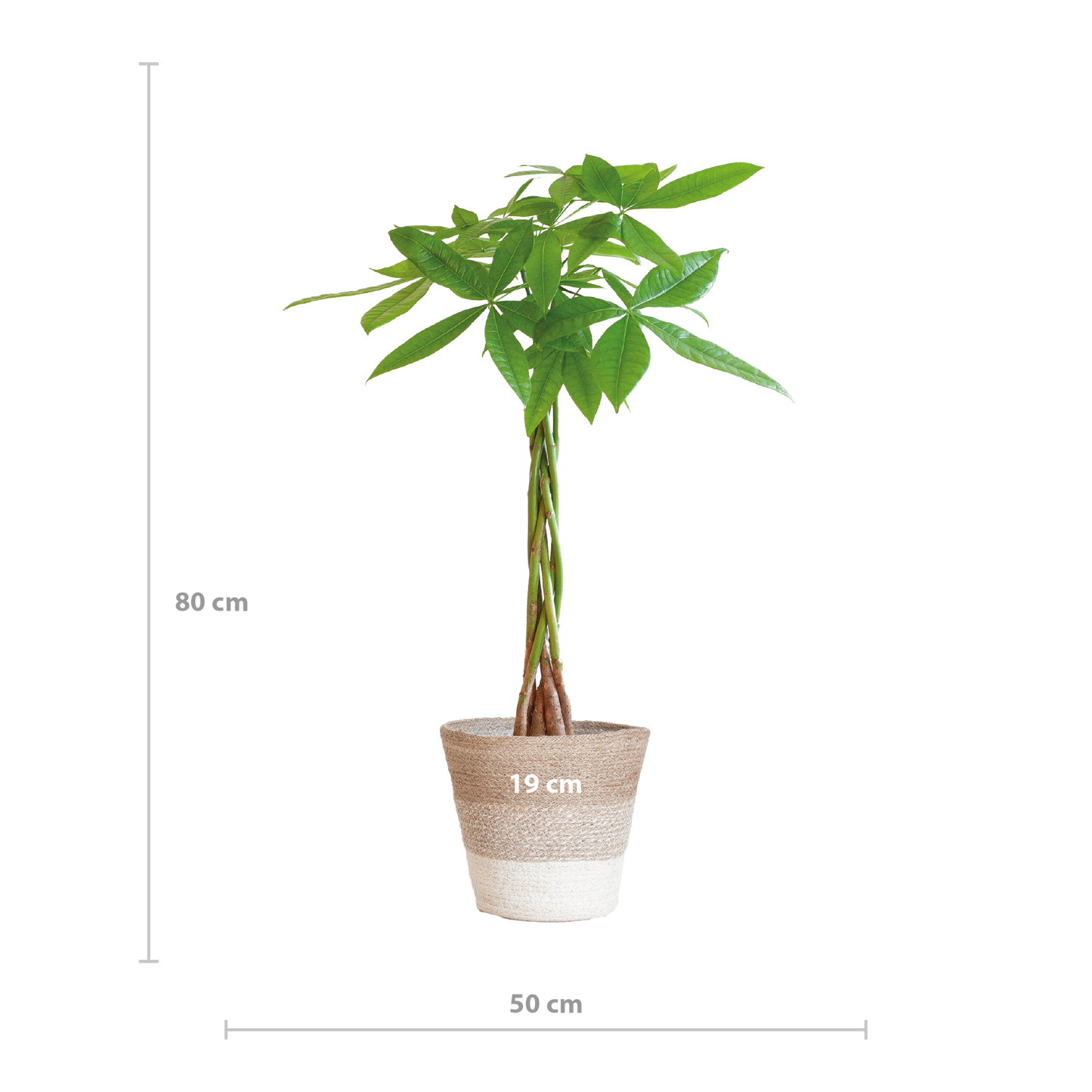 Pachira Aquatica mit Pflanzkorb Lissabon weiß - 80cm - Ø21