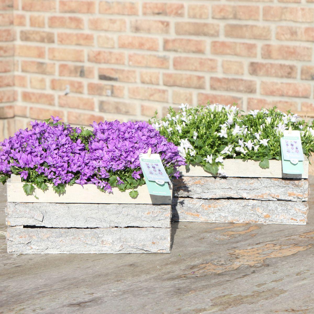 Campanula Addenda Ambella weiß - Holzschale mit 2 Gartenpflanzen - Topfgröße 12cm - mehrjährig - winterhart