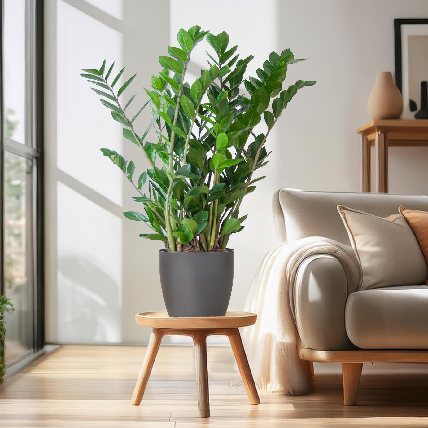 Zamioculcas Zamiifolia mit Viber Grau - 80cm - Ø21