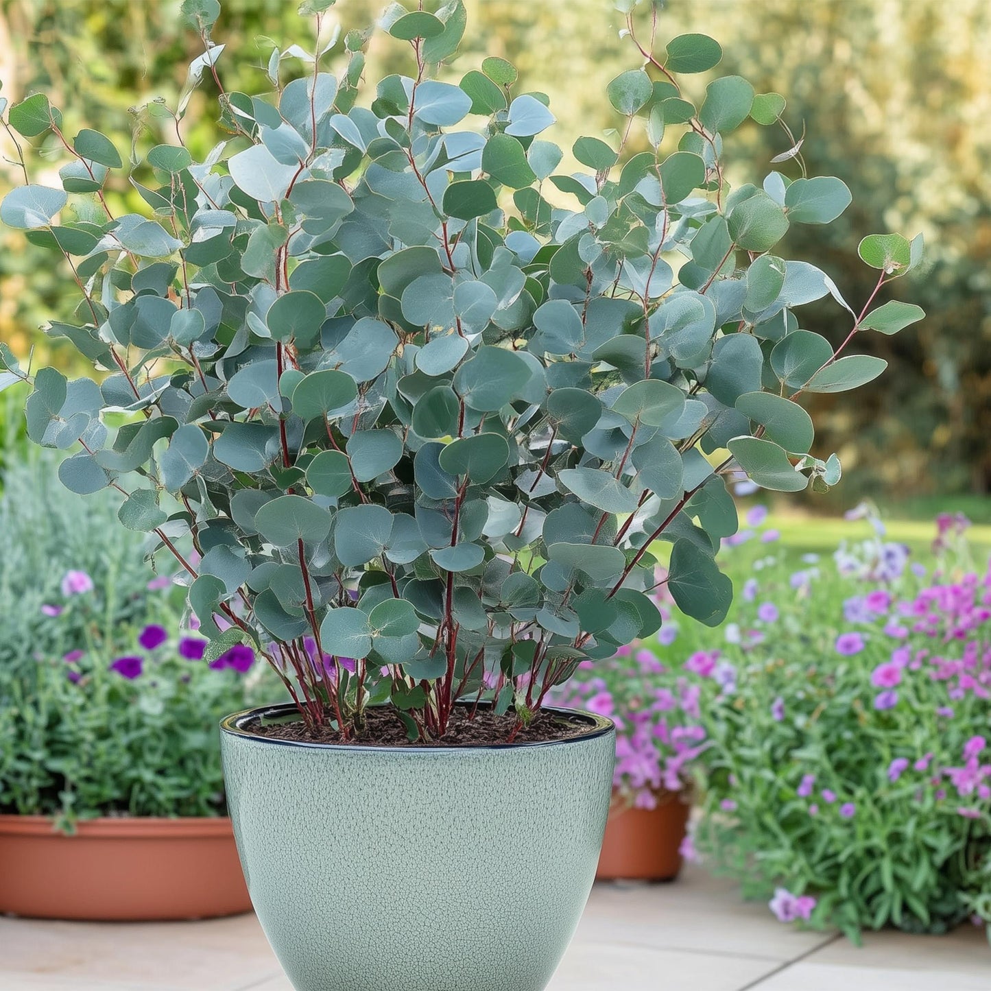 GreenboutiQ - Terrassenpflanze - Eukalyptusbaum - Eucalyptus gunnii - Grau - 6 Pflanzen - Winterhart - Topf 14cm Höhe 30cm