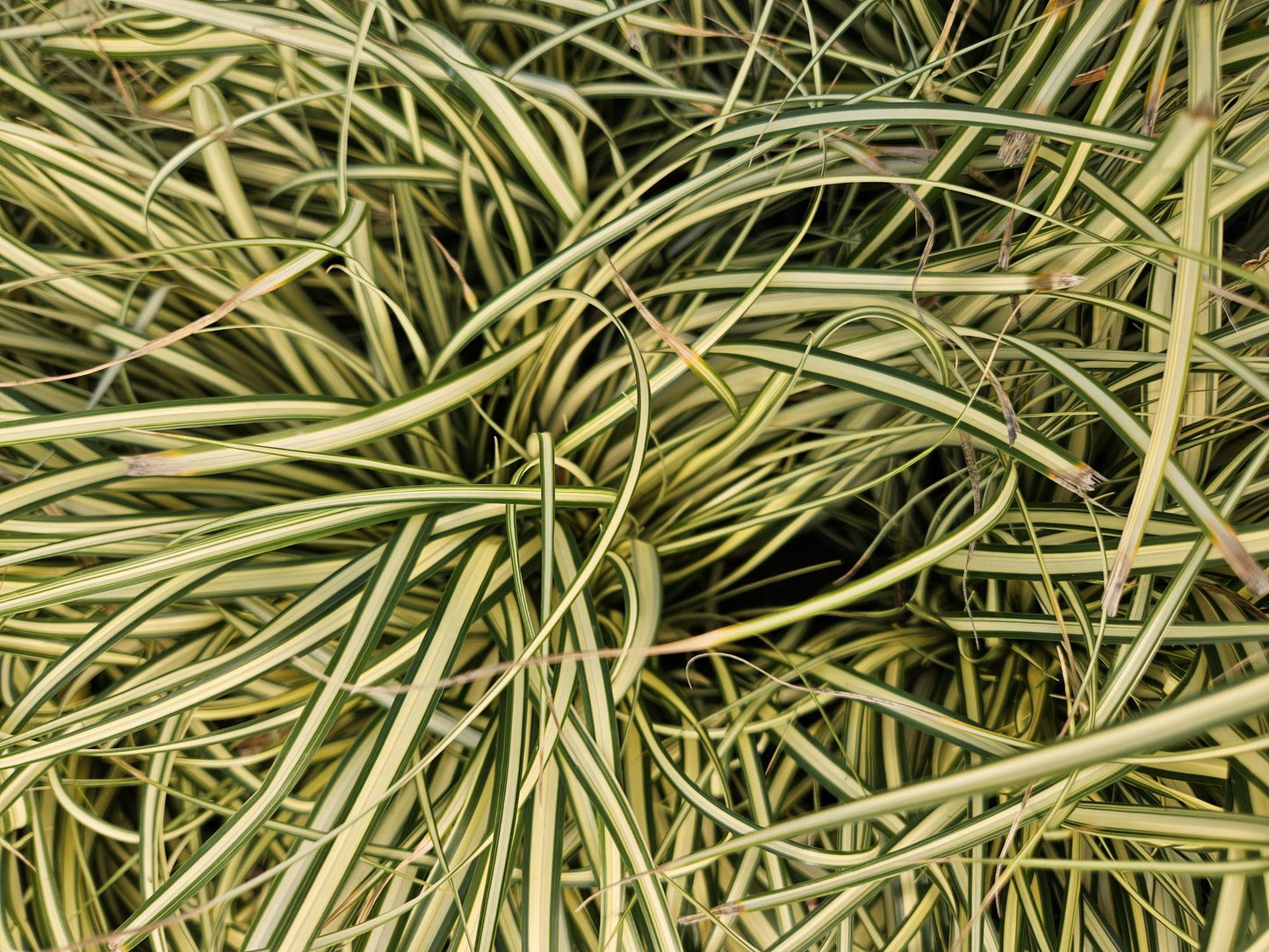 12x Carex oshim. 'Evergold' - ↕10-25cm - Ø9cm