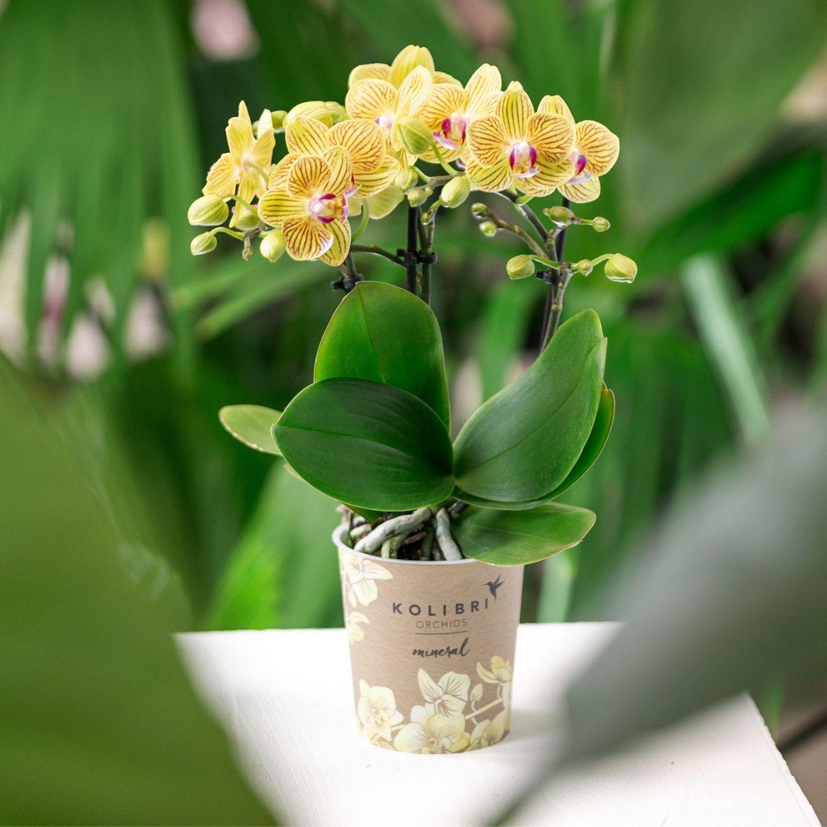 Kolibri Orchids | Gelbe Phalaenopsis Orchidee - Lima - Topfgröße Ø9cm | Blühende Zimmerpflanze - Frisch vom Züchter