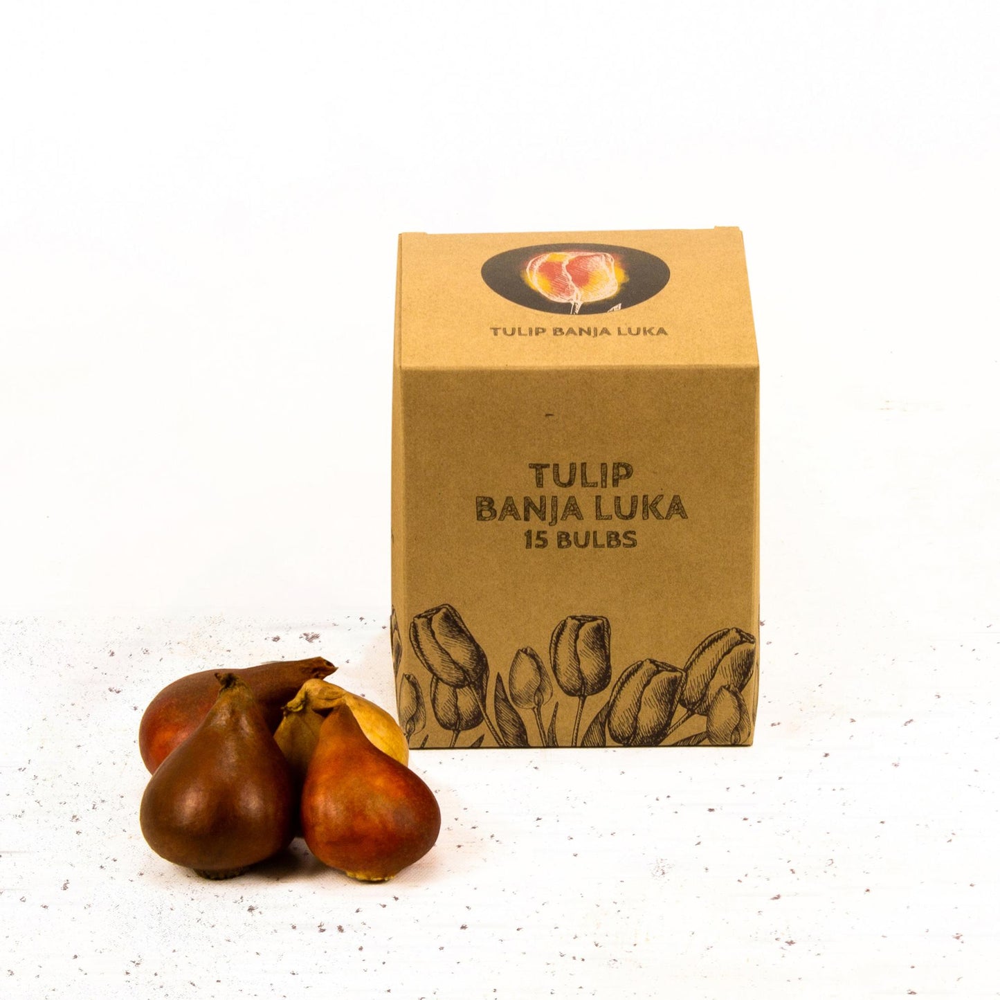 Flowerbulbs Amsterdam - Banja Luka - 15 Blumenzwiebeln - Gr��e 12+