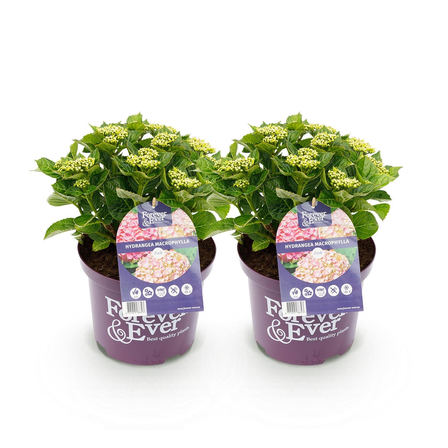 Green boutiQ - Balkonpflanze - Hortensie - Hydrangea Forever & Ever - Rosa - 7-12 Blumen - 2 Pflanzen - Topf 23cm Höhe 55cm