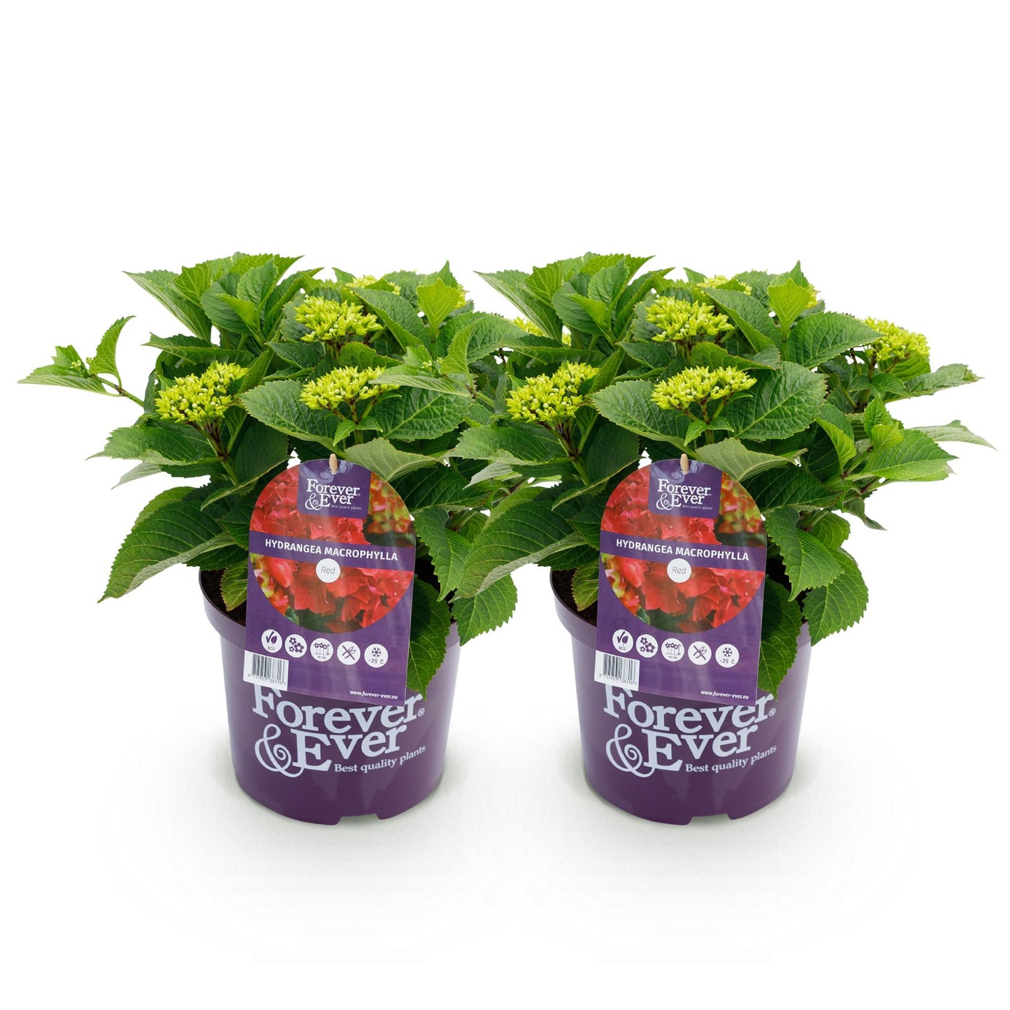 Green boutiQ - Balkonpflanze - Hortensie - Hydrangea Forever & Ever - Rot - 7-12 Blüten - 2 Pflanzen - Topf 23cm Höhe 55cm