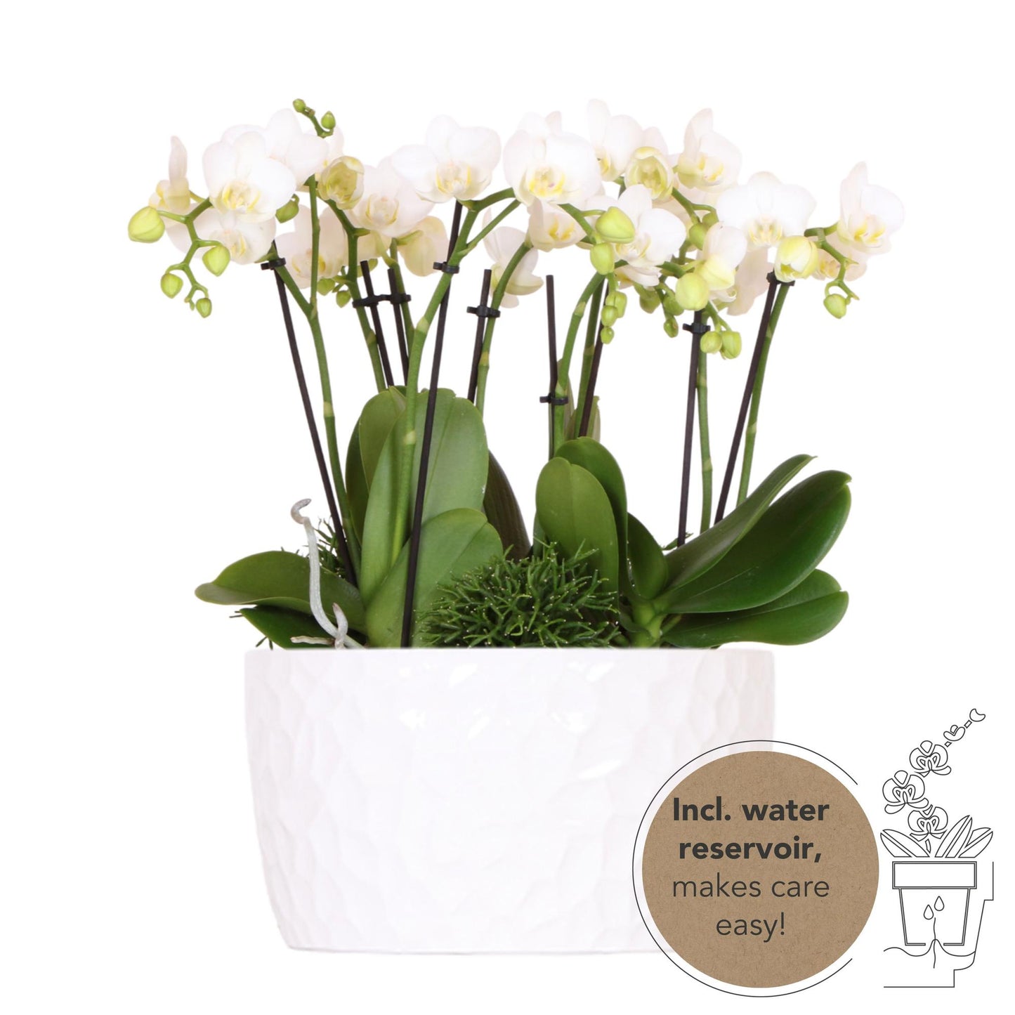 Kolibri Orchideen | weißes Pflanzenset in Honigschale inkl. Wasserreservoir | drei weiße Orchideen Amabilis 9cm und drei Grünpflanzen | Dschungelstrauß weiß mit autarkem Wasserreservoir