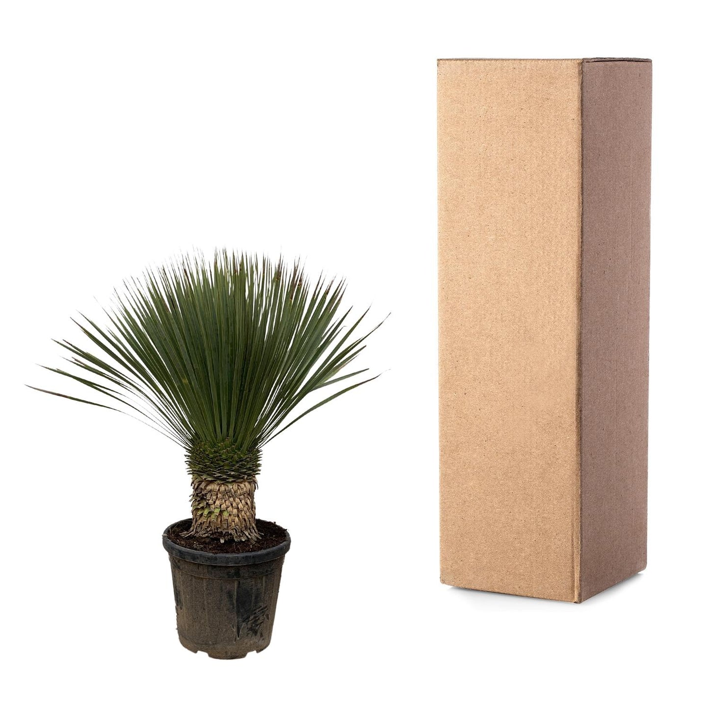 Yucca Rostrata - 100cm- Ø38