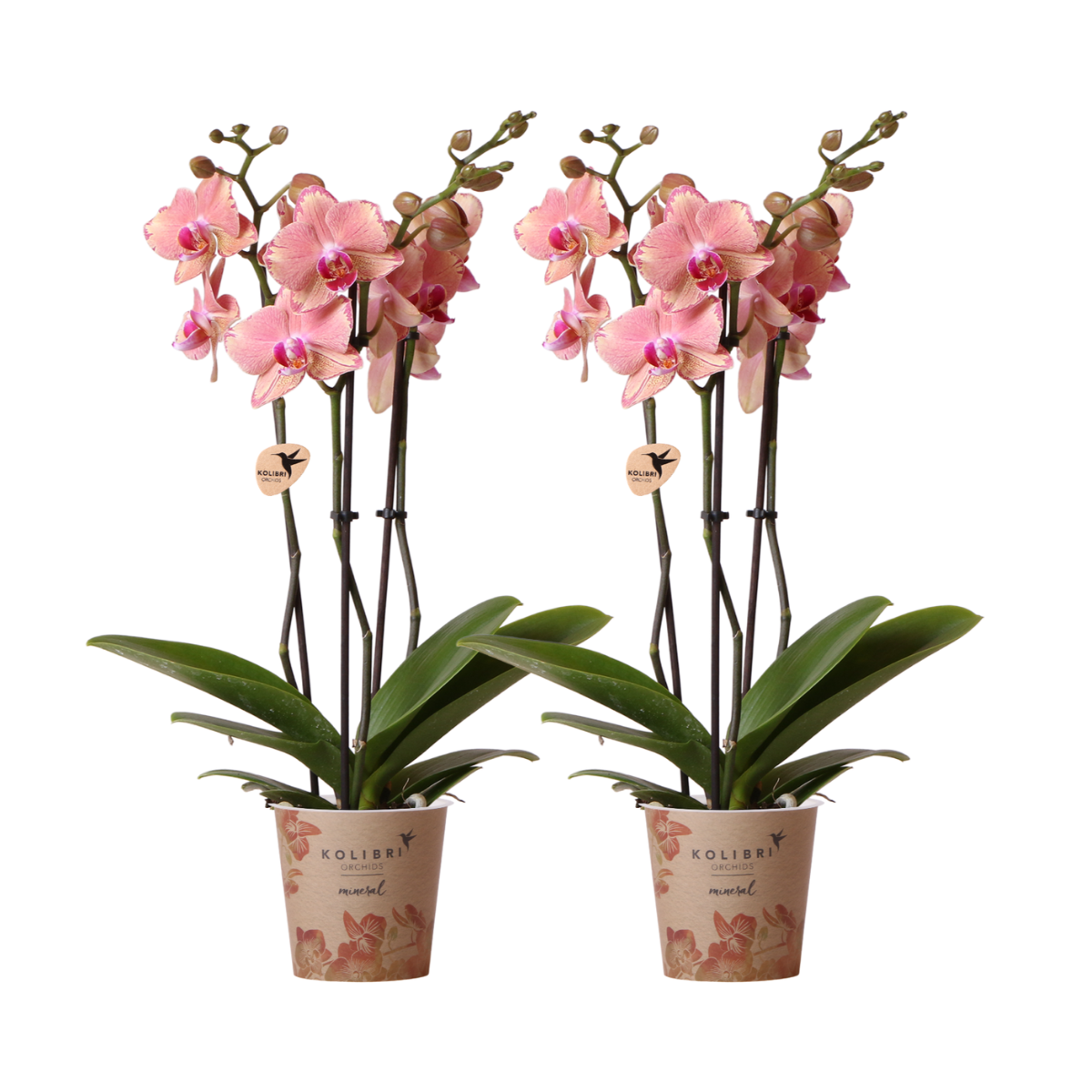 Kolibri Orchids | KOMBI ANGEBOT von 2 Phalaenopsis Orchideen - Pirate Picotee - Topfgröße Ø12cm | Blühende Zimmerpflanze - Frisch vom Züchter