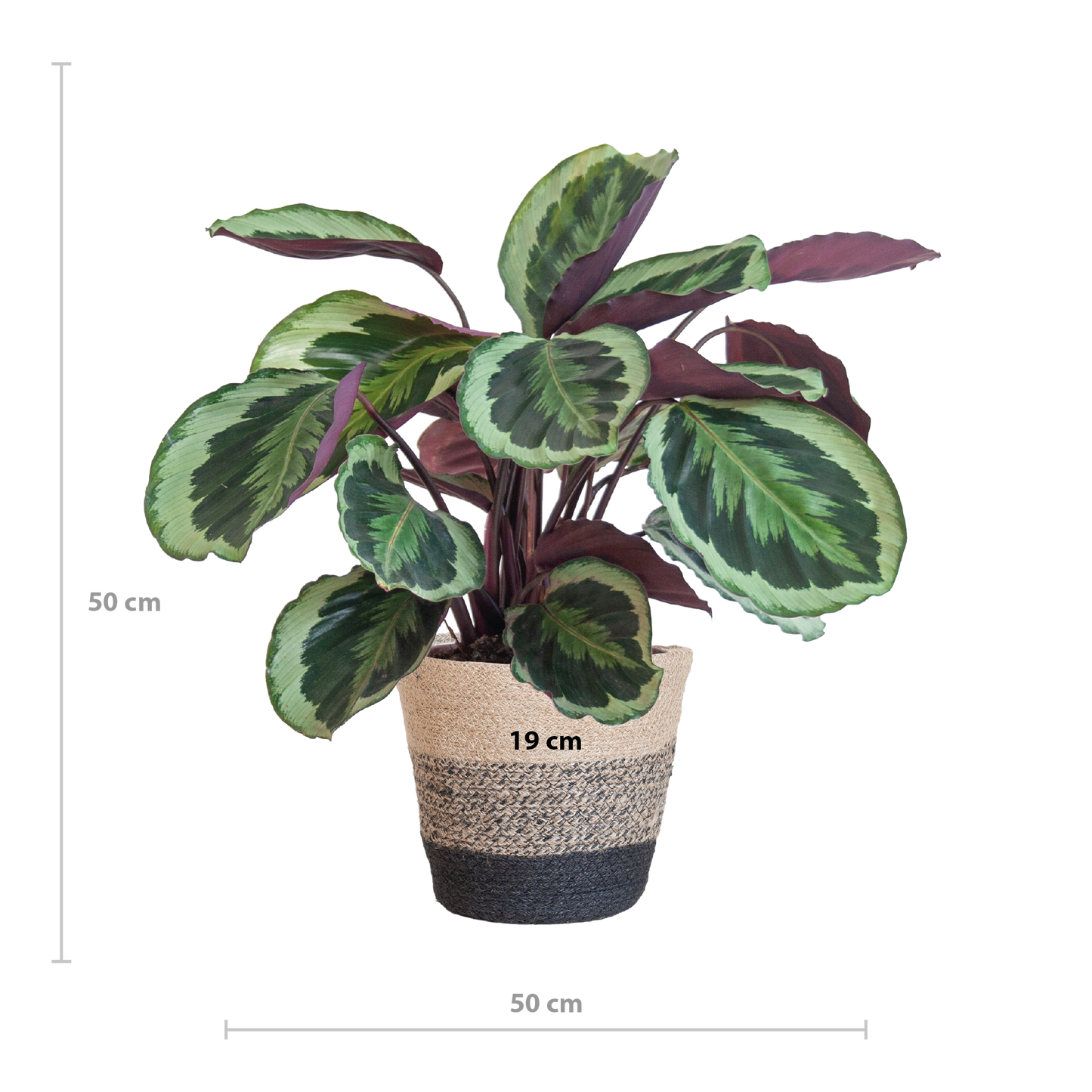 Calathea Medaillon mit Lissabon-Korb Schwarz - 65cm - Ø21