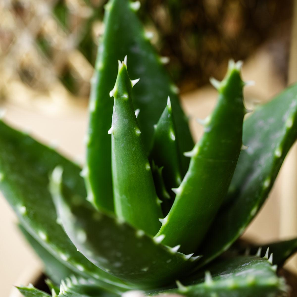 Kolibri Greens | Groene plant - Sukkulente Aloë Brevifolia - Töpfe Ø6cm - grüne Zimmerpflanze - frisch aus der Gärtnerei