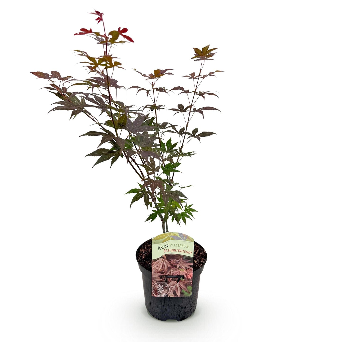 GreenboutiQ - Balkonpflanze - Japanischer Ahorn - Acer palmatum Atropurpureum - Lila - 1 Pflanze - Laubabwerfend - Topf 19cm Höhe 70cm