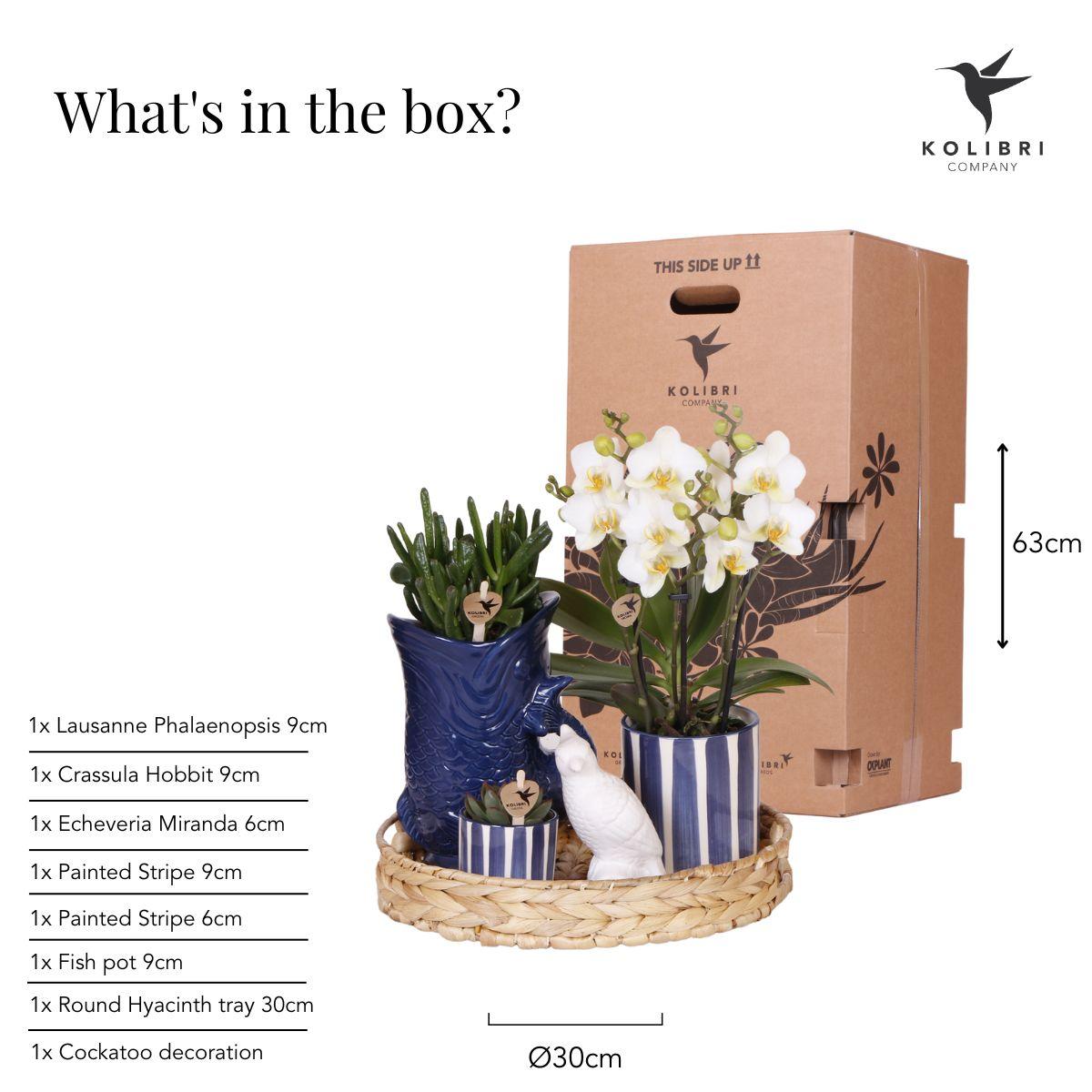 Kolibri Company | Pflanzenset Mediterranean Sunset | Weiße Phalaenopsis Orchidee Lausanne und Sukkulenten inkl. Keramik-Ziertöpfe