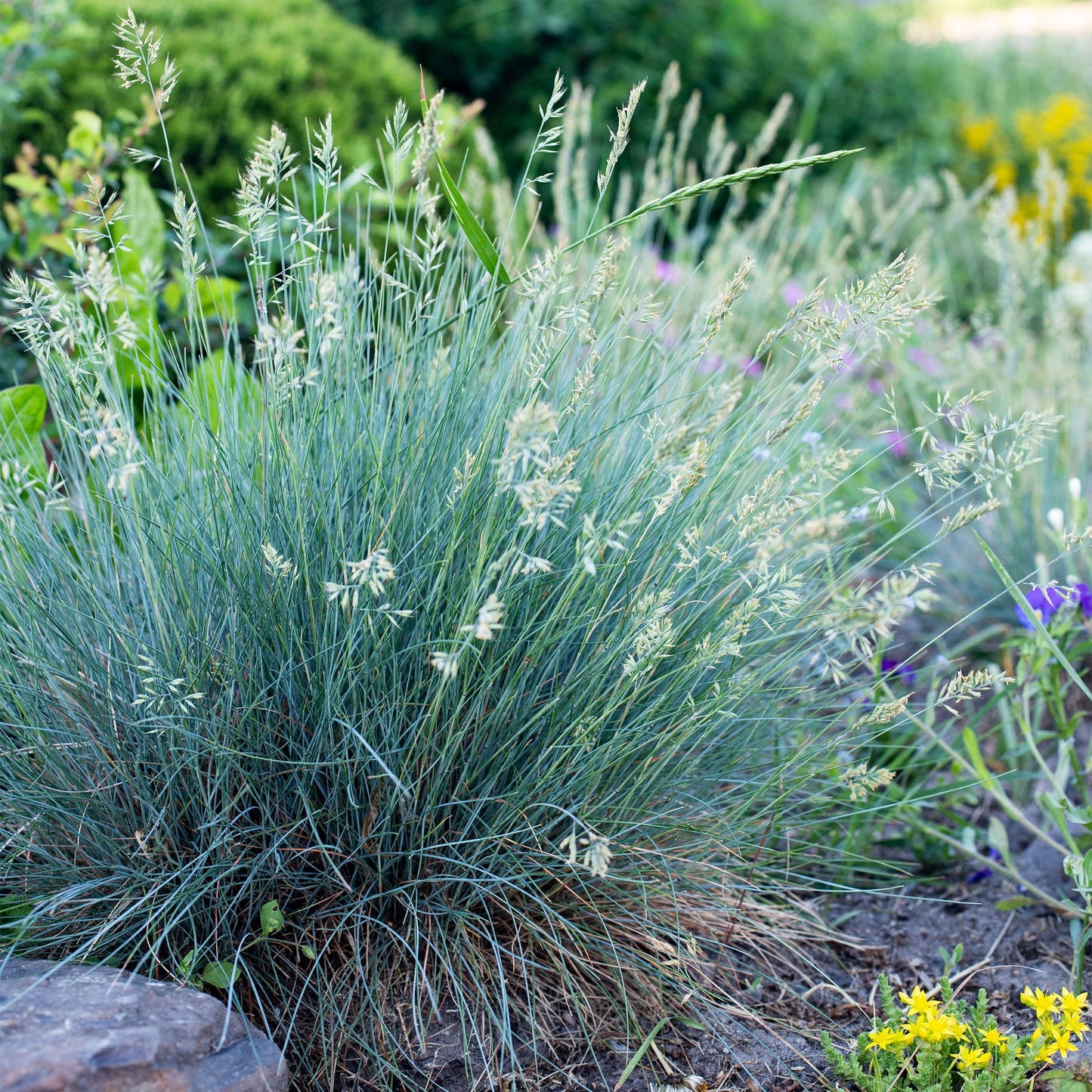 GreenboutiQ - Ziergräser - Festuca glauca Intense Blue - Blau - 2 Pflanzen - Immergrün - Wenig Pflege - Topf 17cm Höhe 50cm
