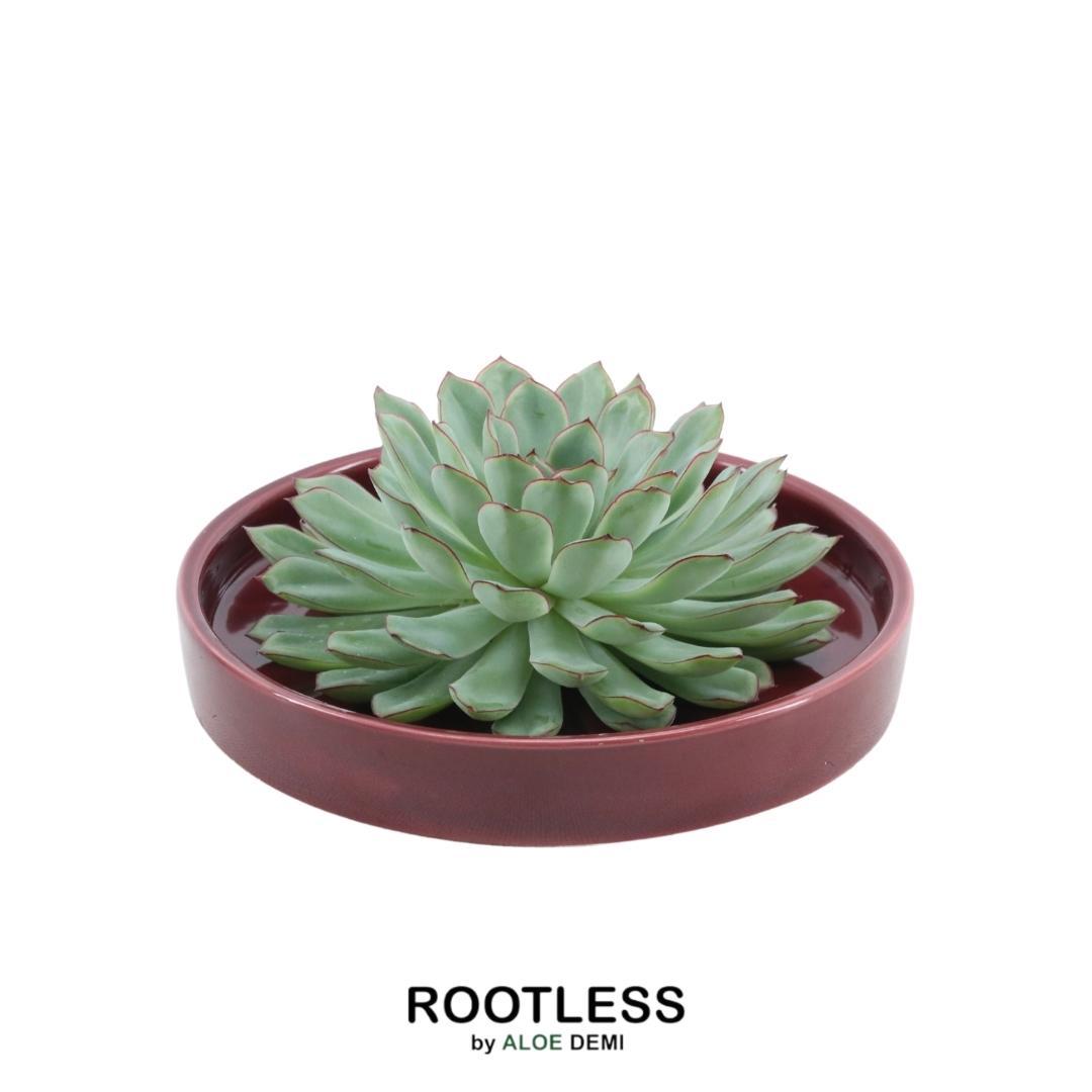 ROOTLESS Succulent Echeveria Pulidonis in Schale 'rot' Ø20 cm - ↕5 cm