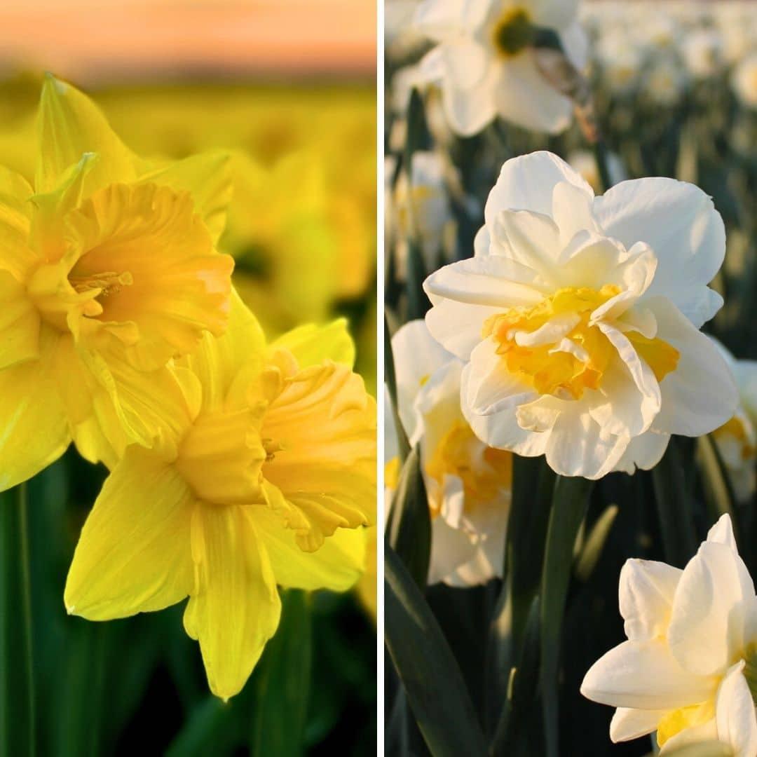 Flowerbulbs Amsterdam - Wild Beauty's - 20 Blumenzwiebeln - Gr��e 12/14