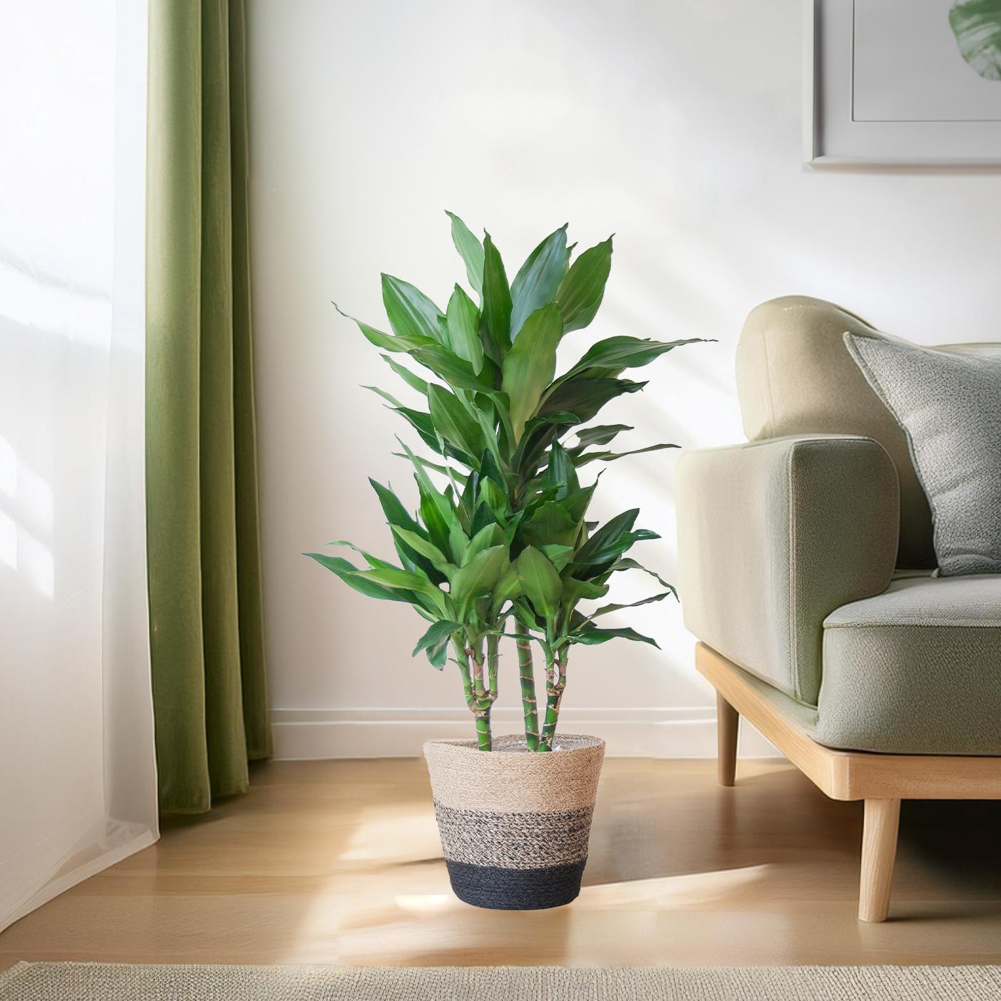 Dracaena Janet Lindt mit Pflanzkorb Lissabon Schwarz - 95cm - Ø21