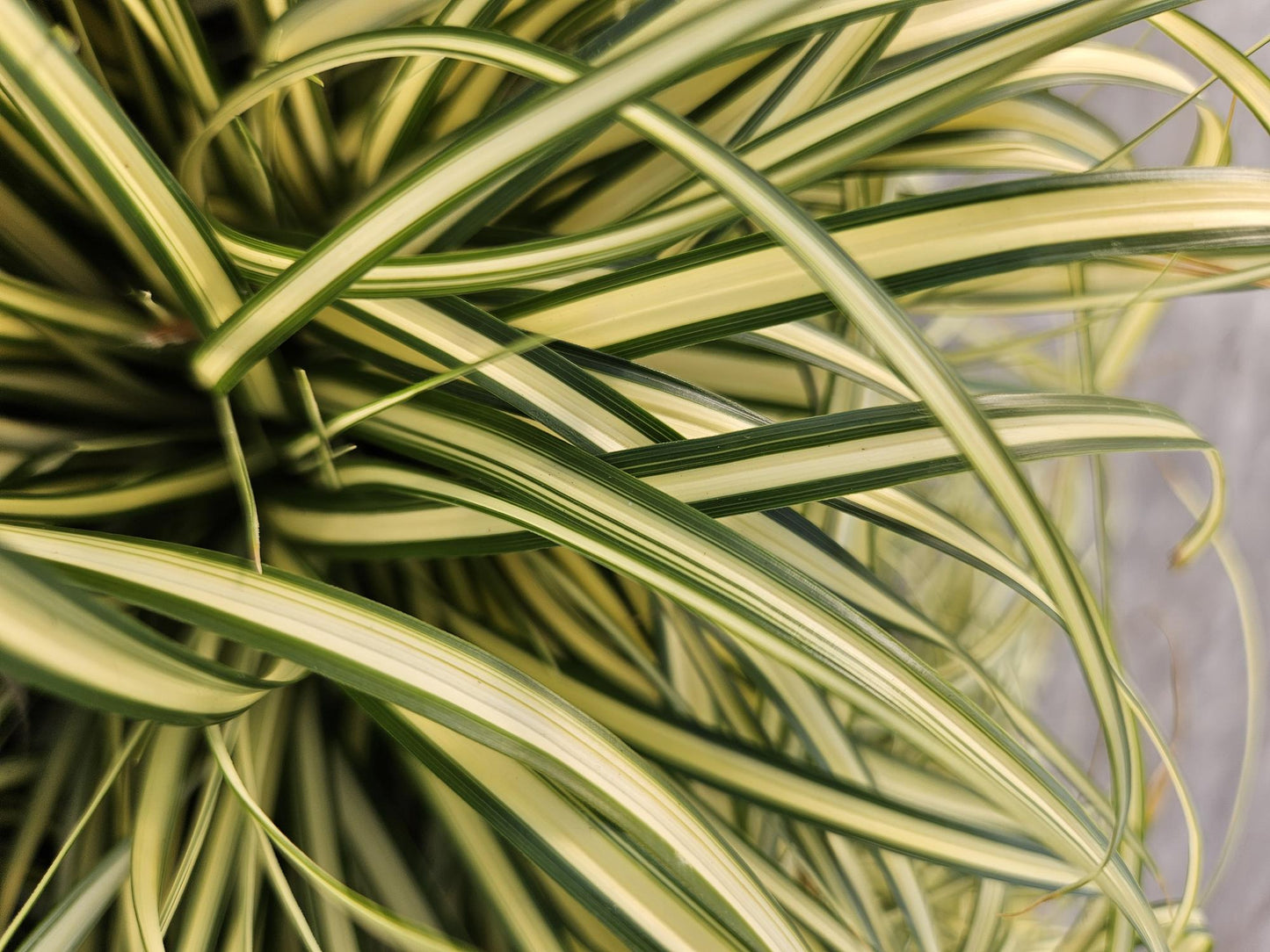 12x Carex oshim. 'Evergold' - ↕10-25cm - Ø9cm