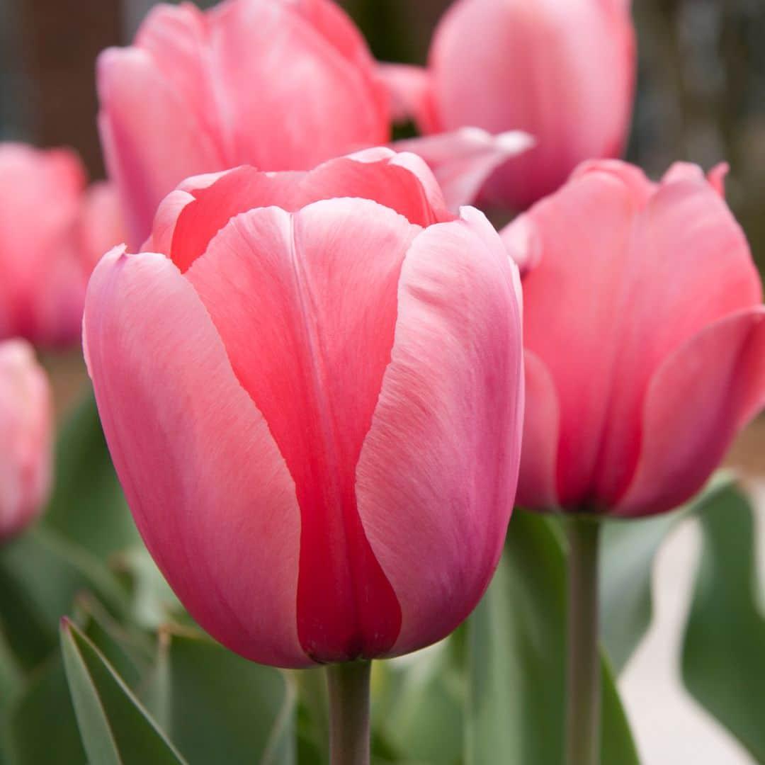 Flowerbulbs Amsterdam - Super Lasting Wild Mix - Nachhaltige Vorteilspackung, 100 Blumenzwiebeln f�r 2,5 m� Blumenpracht
