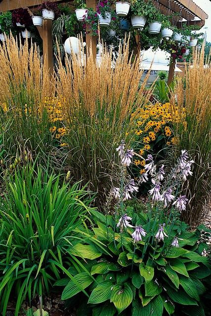 12x Calamagrostis acut. 'Karl Foerster' - ↕10-25cm - Ø9cm