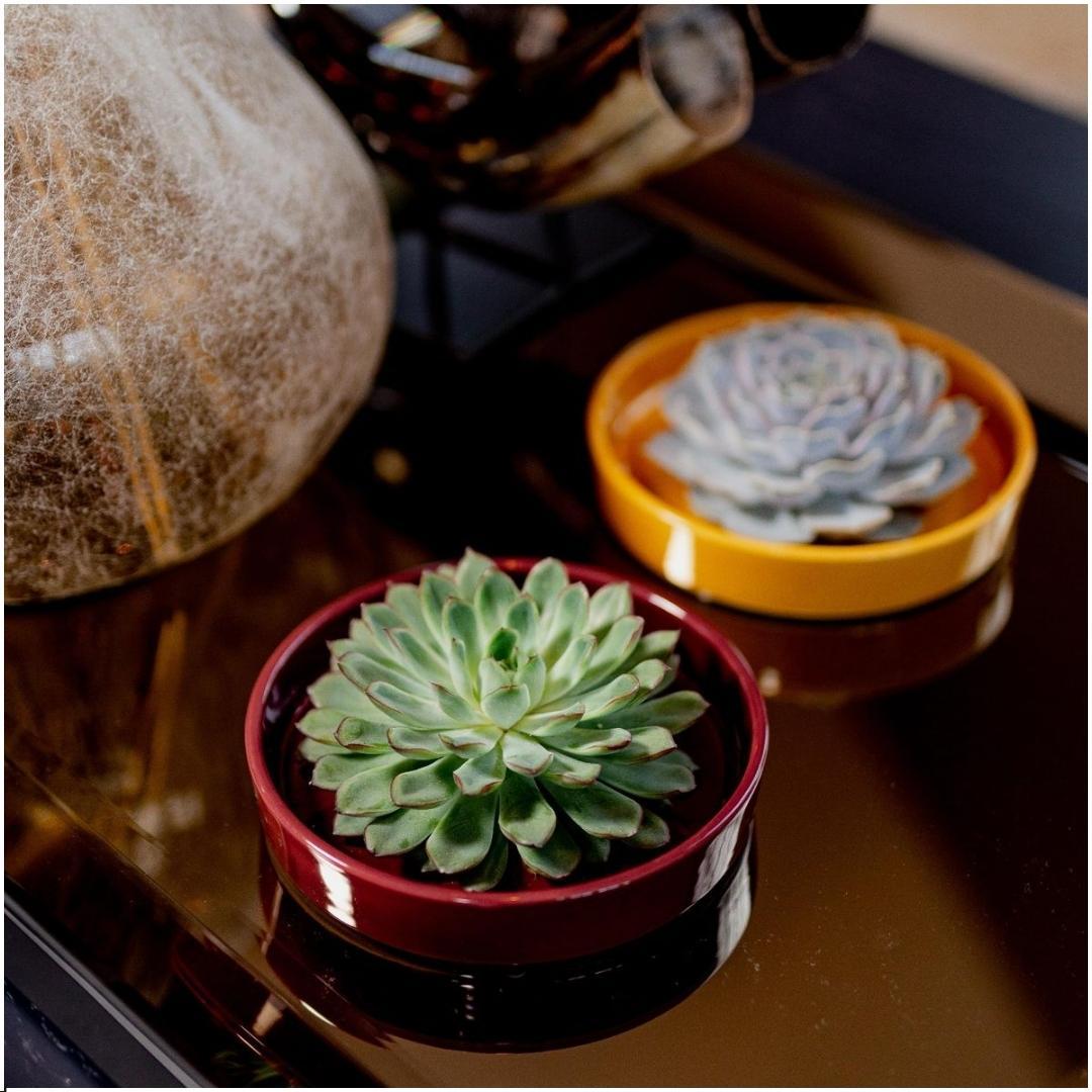 ROOTLESS Succulent Echeveria Lilacina in Schale 'rot' Ø20 cm - ↕5 cm